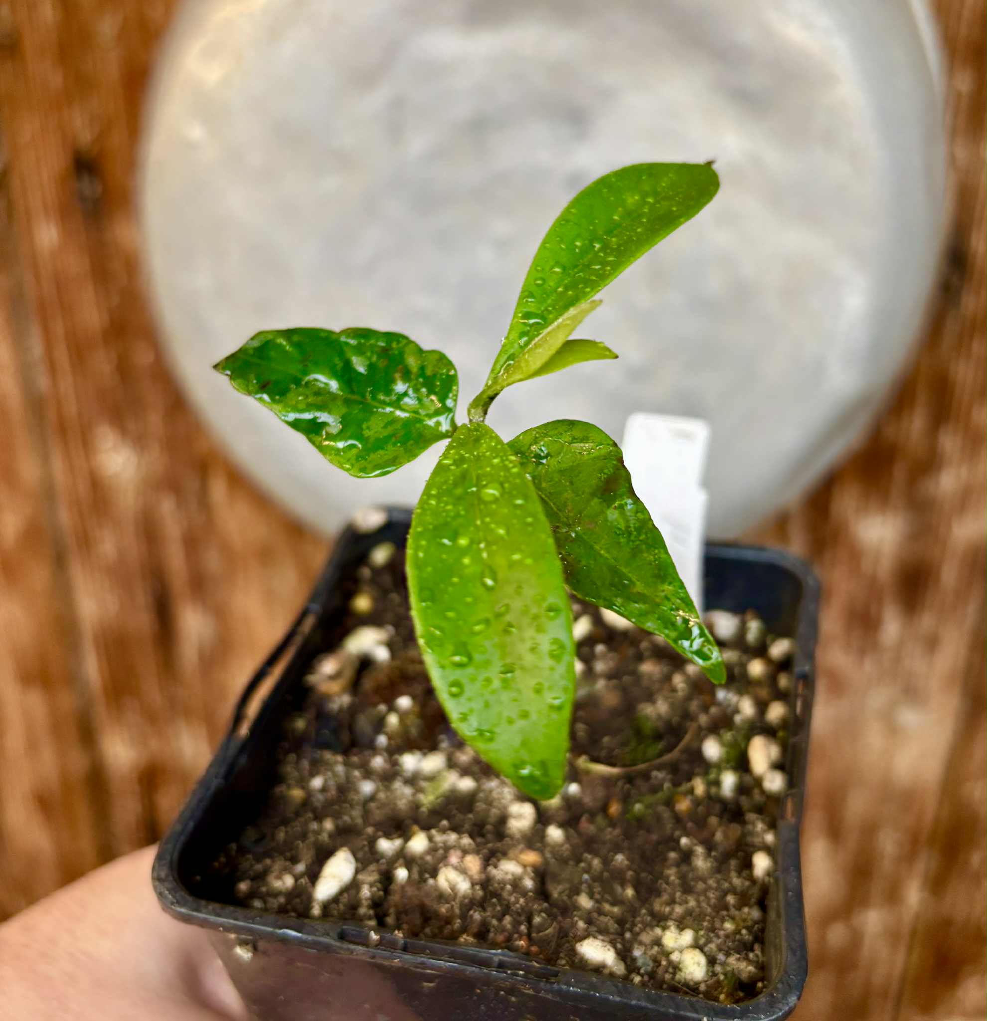 Myrcia sp Jaboticaba Bahia -  1 small potted seedling / 1 kleiner, getopfter Sämling