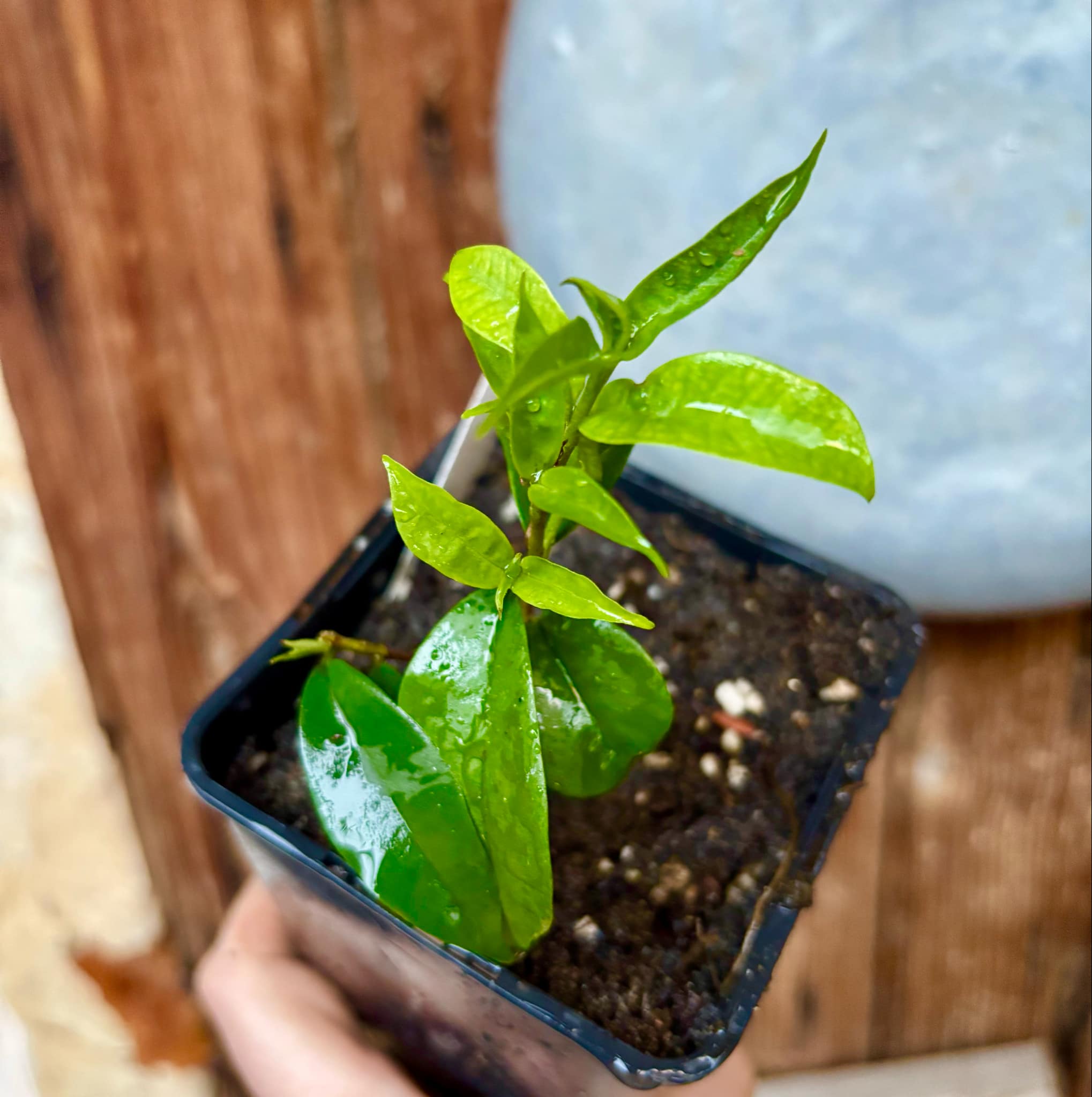 Eugenia moraviana - 1 potted plant / 1 getopfte Pflanze