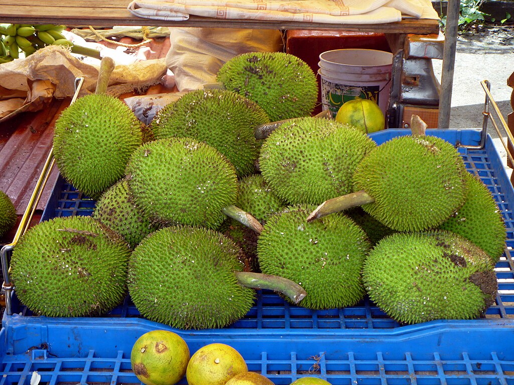 Pre Order - Breadnut (Artocarpus camansi) - 1 fresh seed / 1 frischer Samen