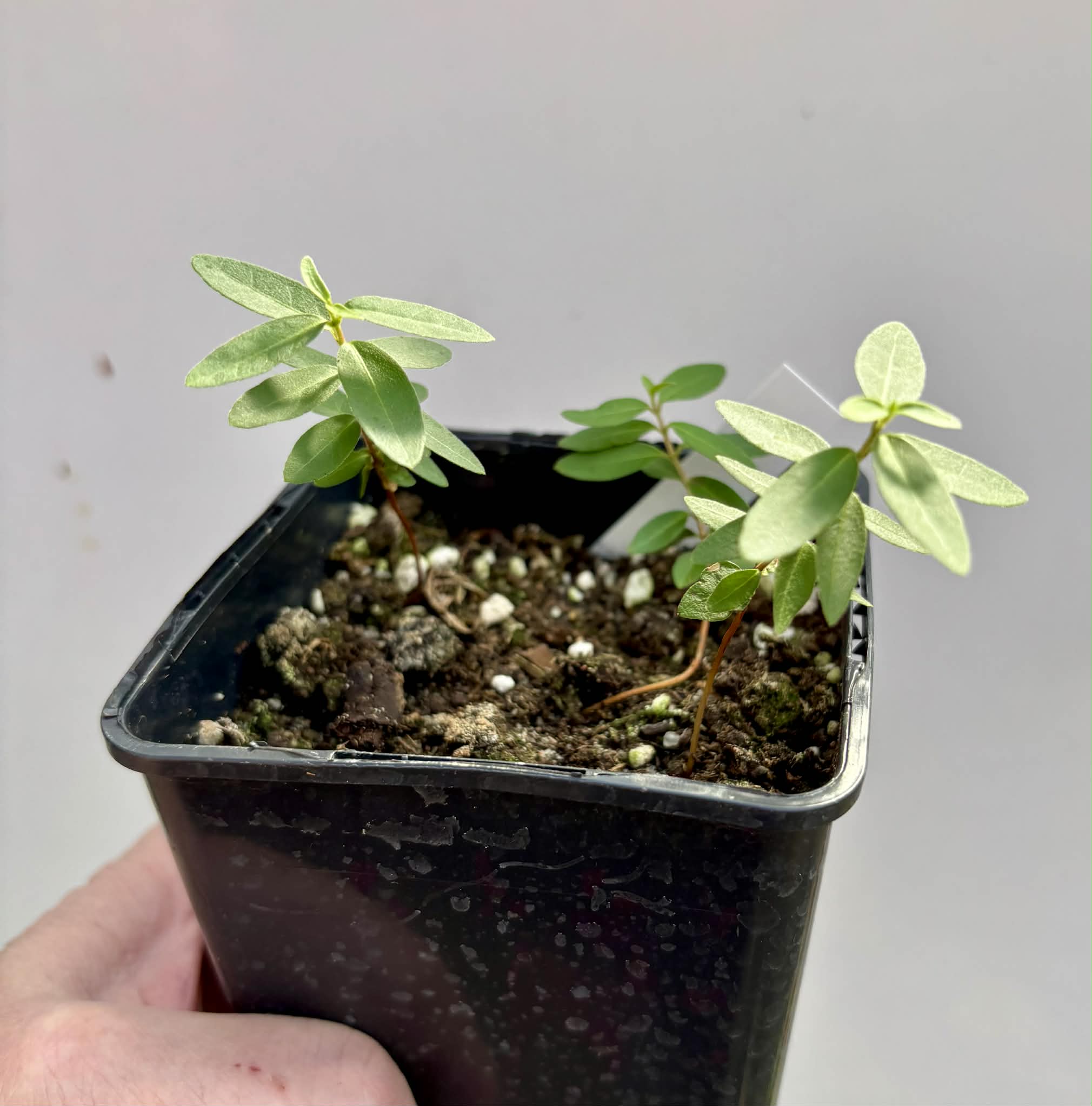 3 in 1 pot - Guayabita (Psidium oligospermum) - 3 seedlings in one pot / 3 Sämlinge in einem Topf