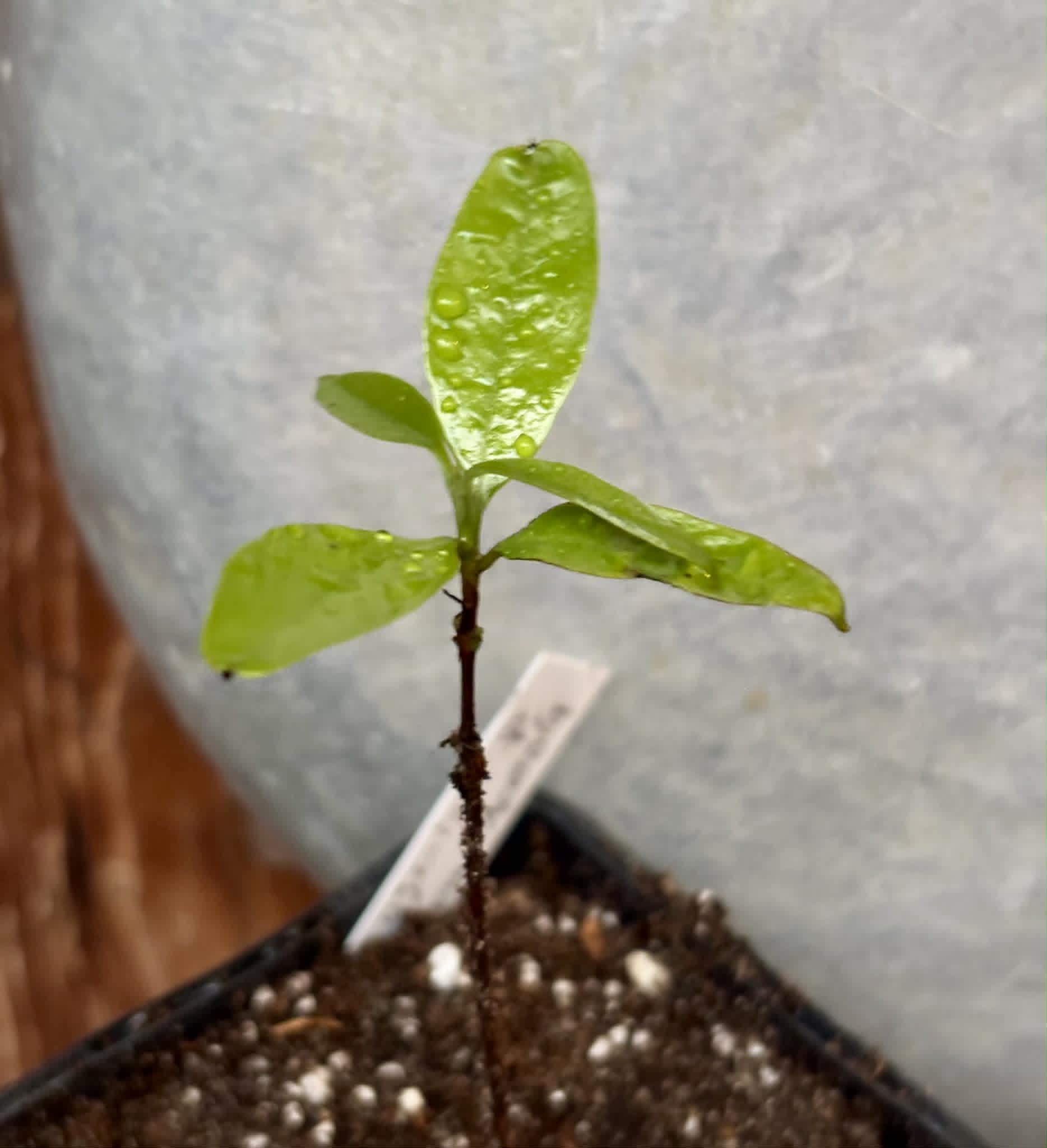 Eugenia sp Pitanga-Acerola - 1 potted seedling / 1 getopfter Sämling