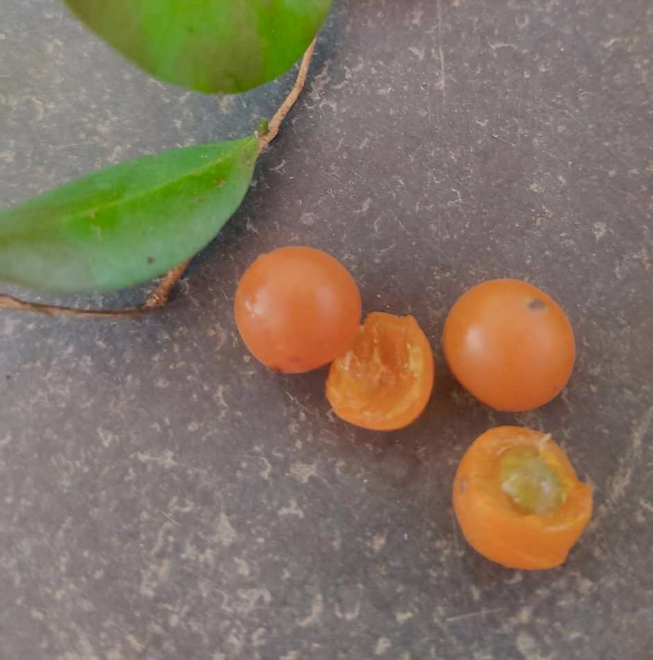 Myrciaria cuspidata var. Bahia - 1 fresh seed / 1 frischer Samen