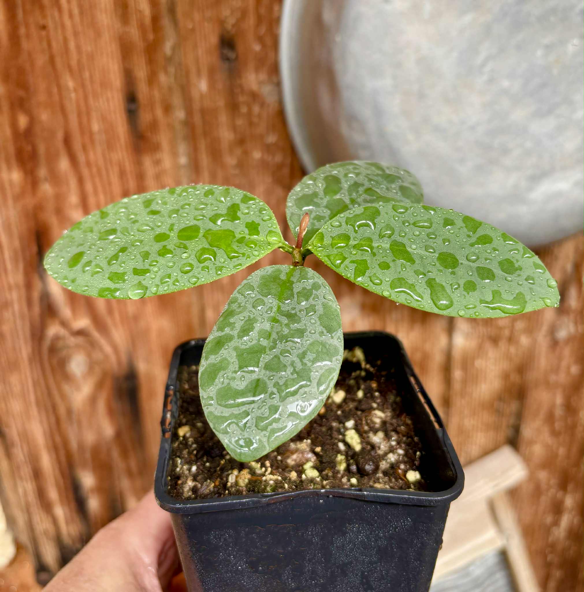 Eugenia sp Unana -  1 potted seedling / 1 getopfter Sämling