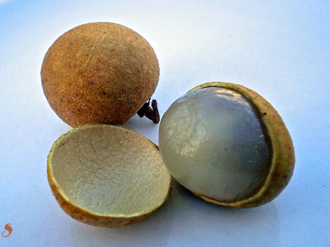3 years old - Longan (Dimocarpus longan) - 1 potted plant / 1 getopfte Pflanze