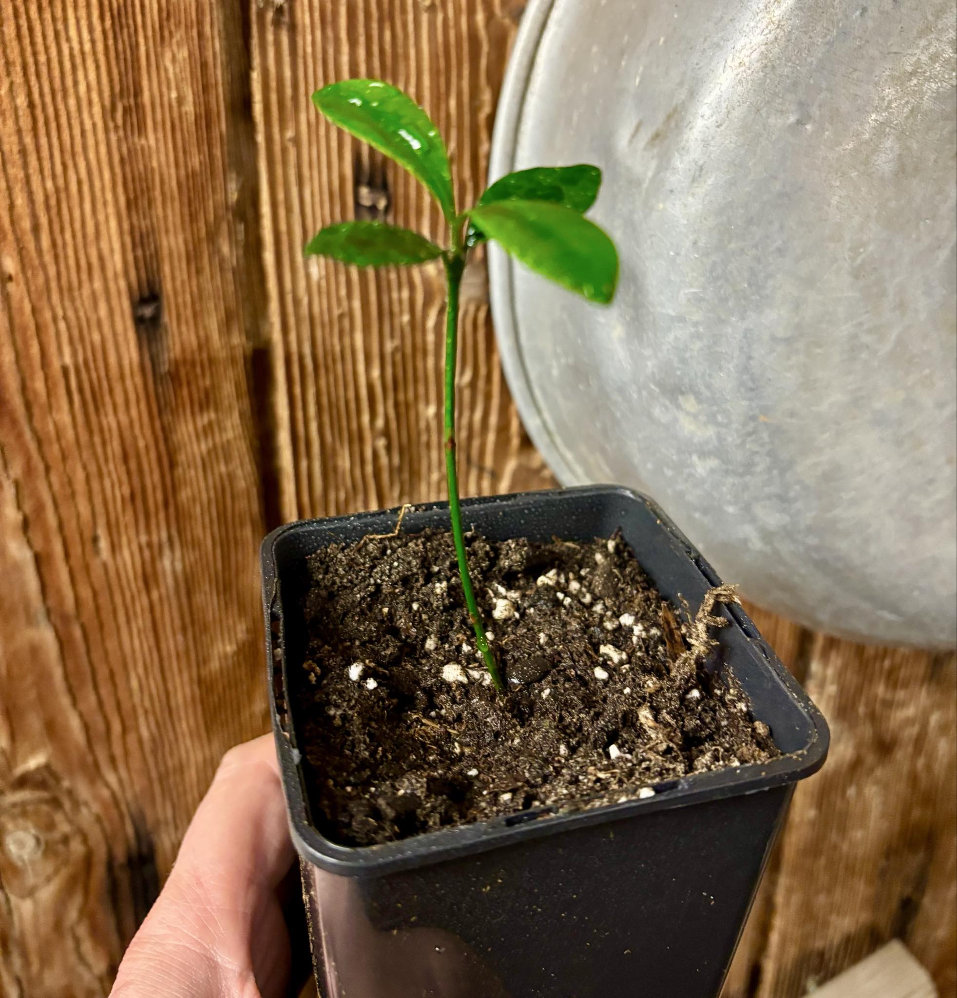 Lemon Drop Mangosteen (Garcinia intermedia) - 1 potted plant / 1 getopfte Pflanze
