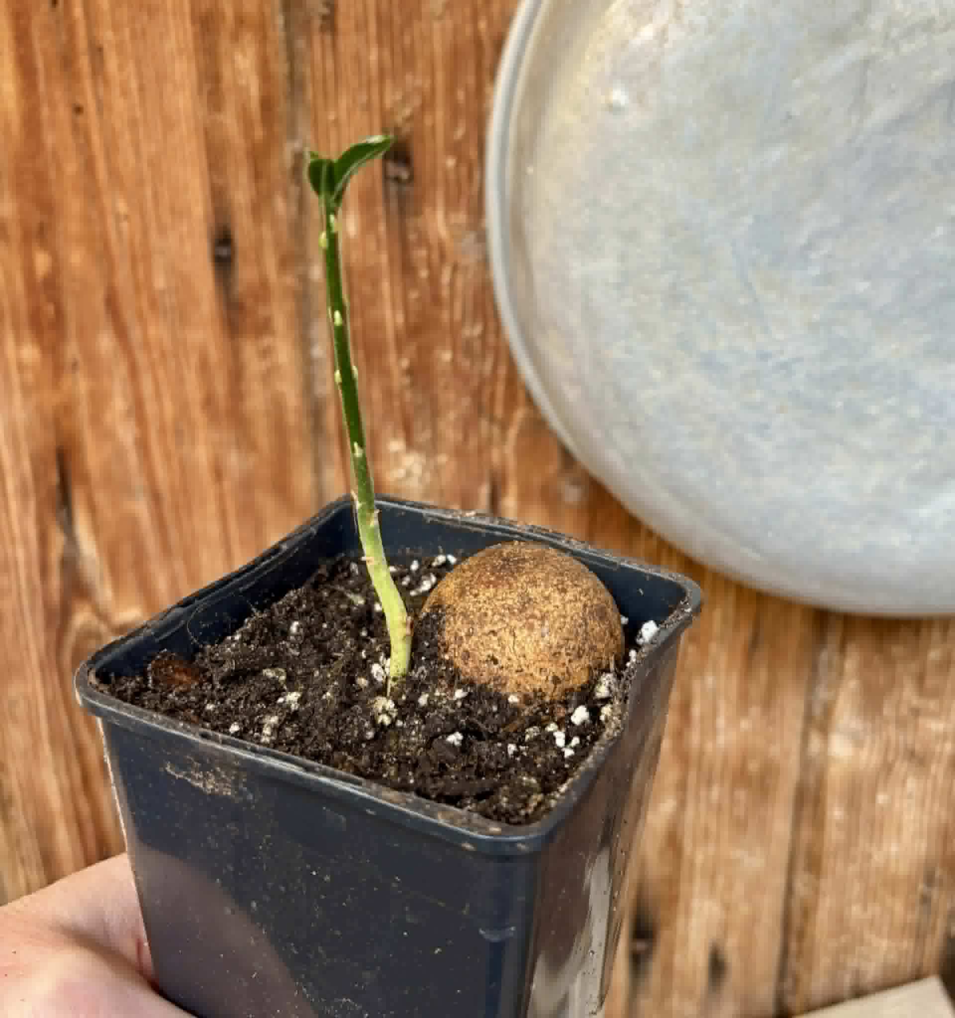 Eugenia sp Laranja Camamu - 1 potted seedling / 1 getopfter Sämling