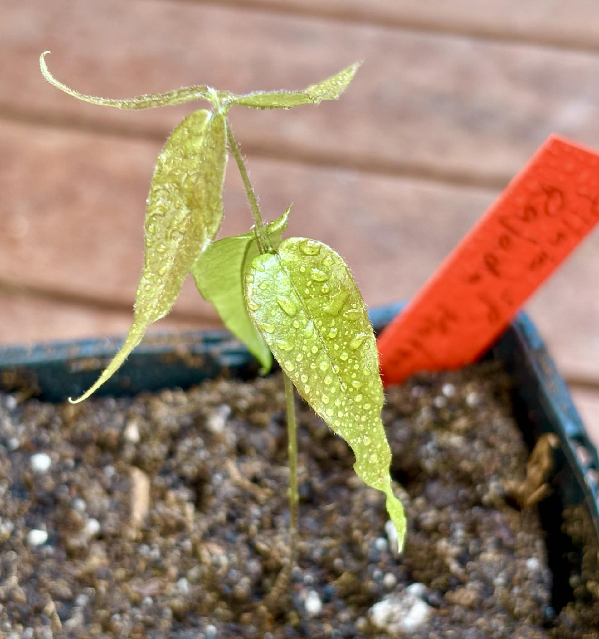 Collection of 5 new Jaboticaba -  5 different potted Plinia / 5 verschiedene, getopfte Plinia