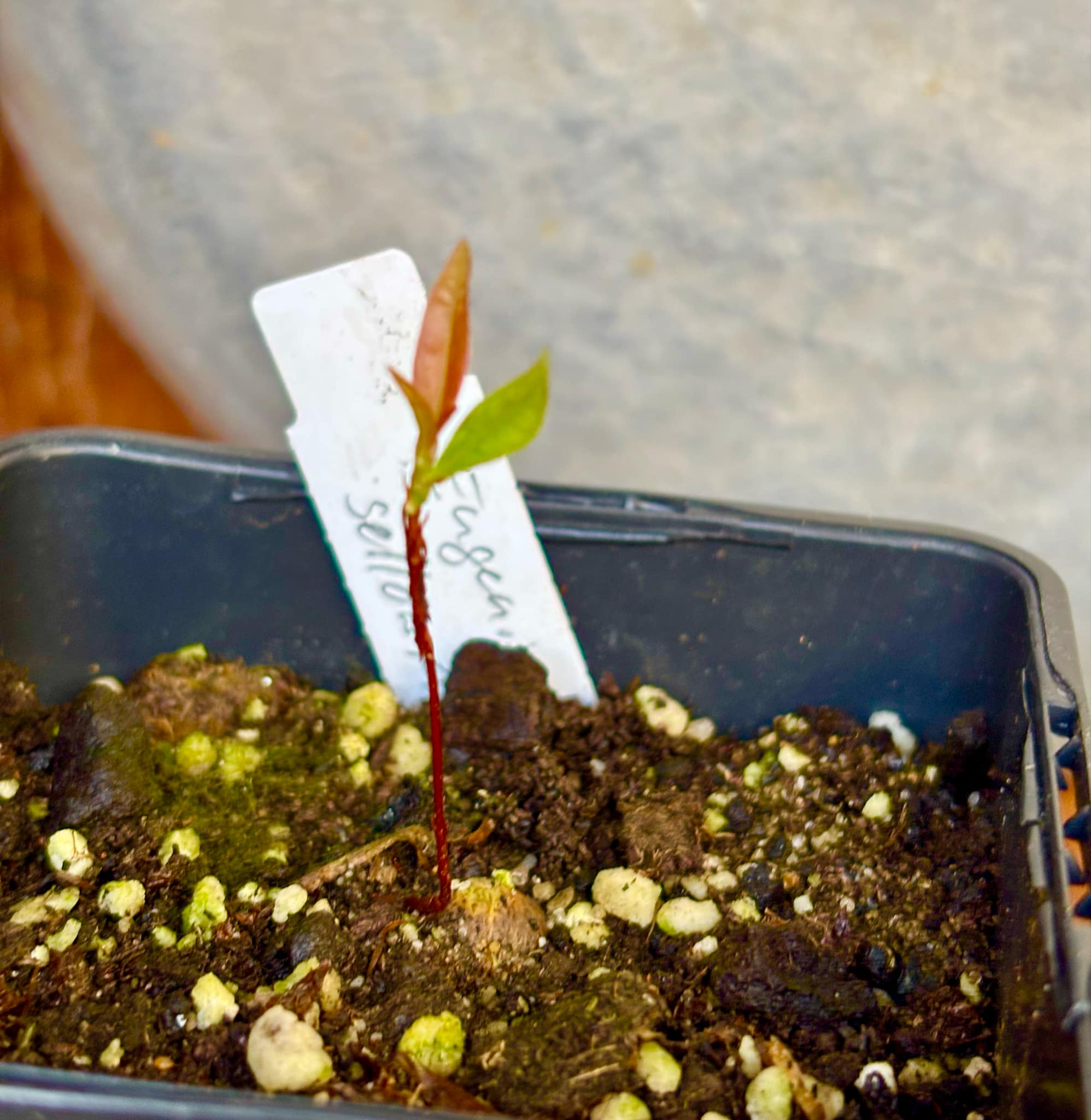Eugenia sellowiana - 1 small potted seedling / 1 kleiner, getopfter Sämling Eugenia sellowiana - 1 small potted seedling / 1 kleiner, getopfter Sämling