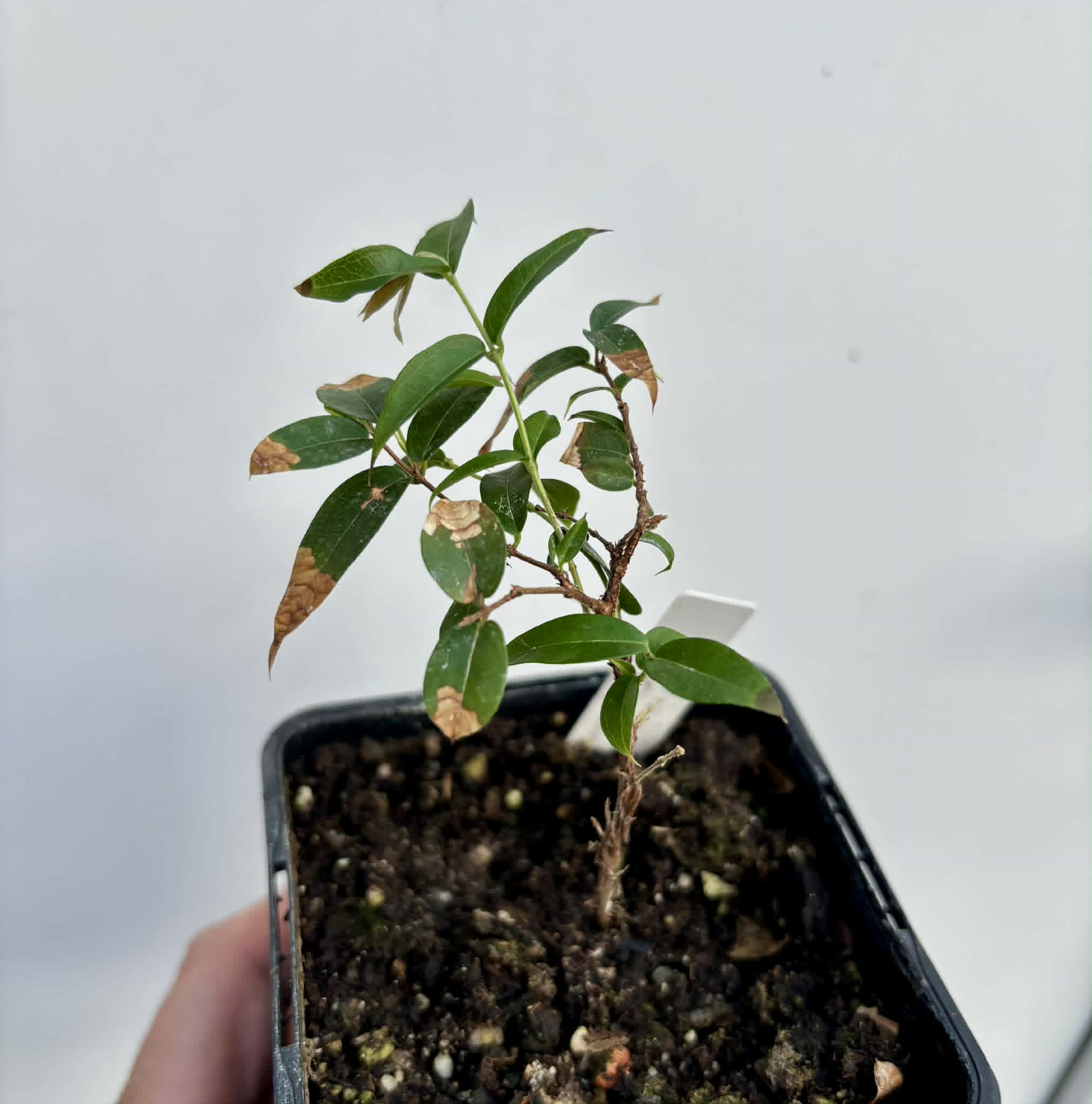 Jaboticaba Oipirinha (Plinia sp) - 1 potted plant/ 1  getopfte Pflanze