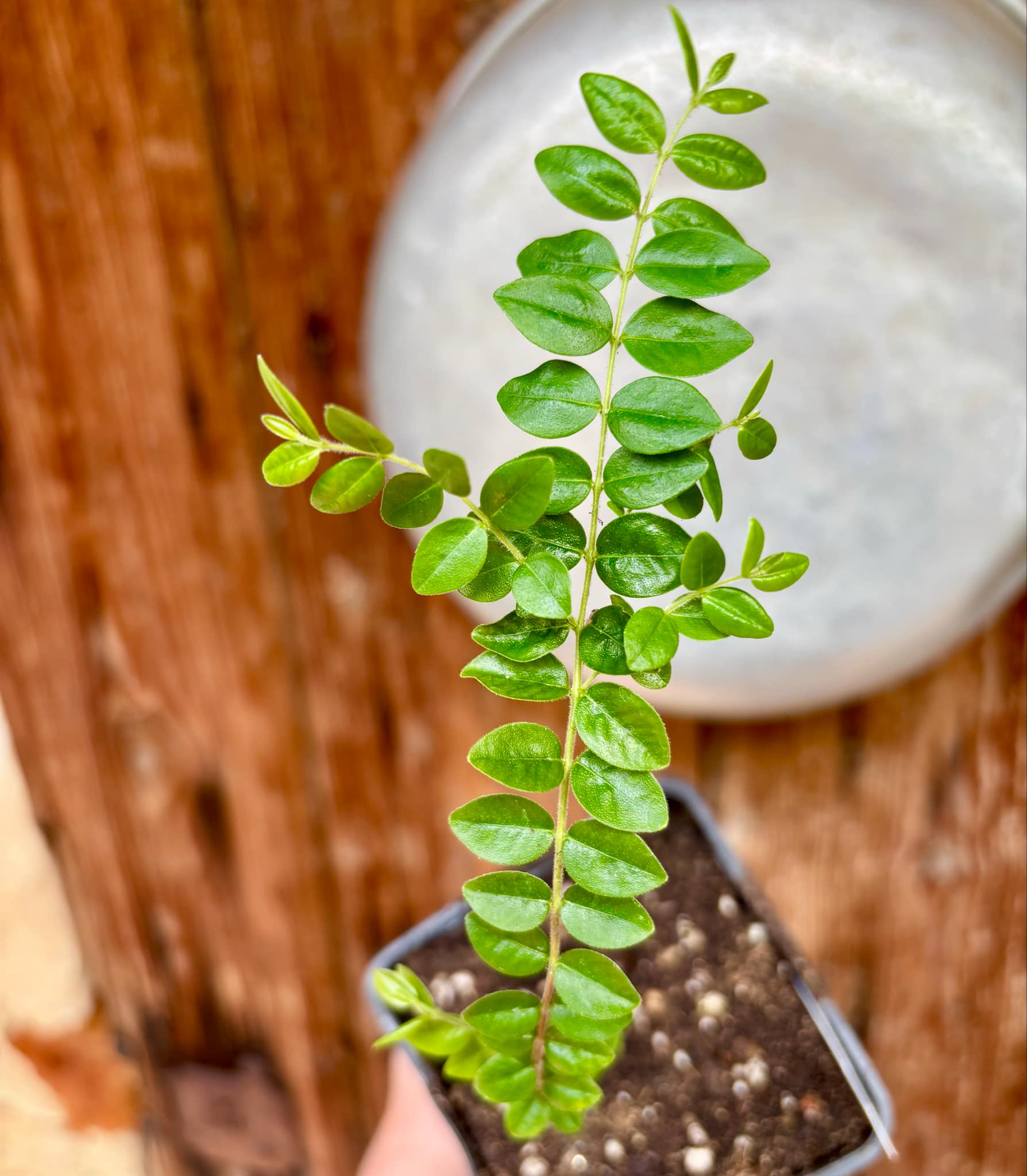 Myrciaria sp Pastora Nr. 1 - 1 potted seedling / 1 getopfter Sämling