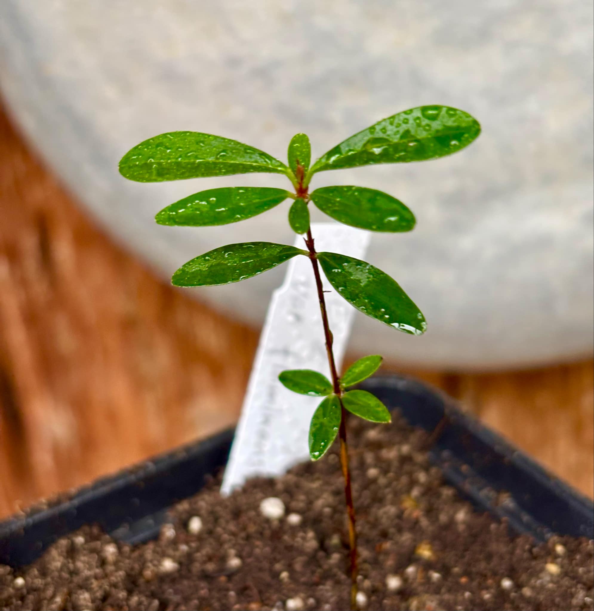 Eugenia ligustrina var. fluminensis - 1 potted seedling / 1 getopfter Sämling