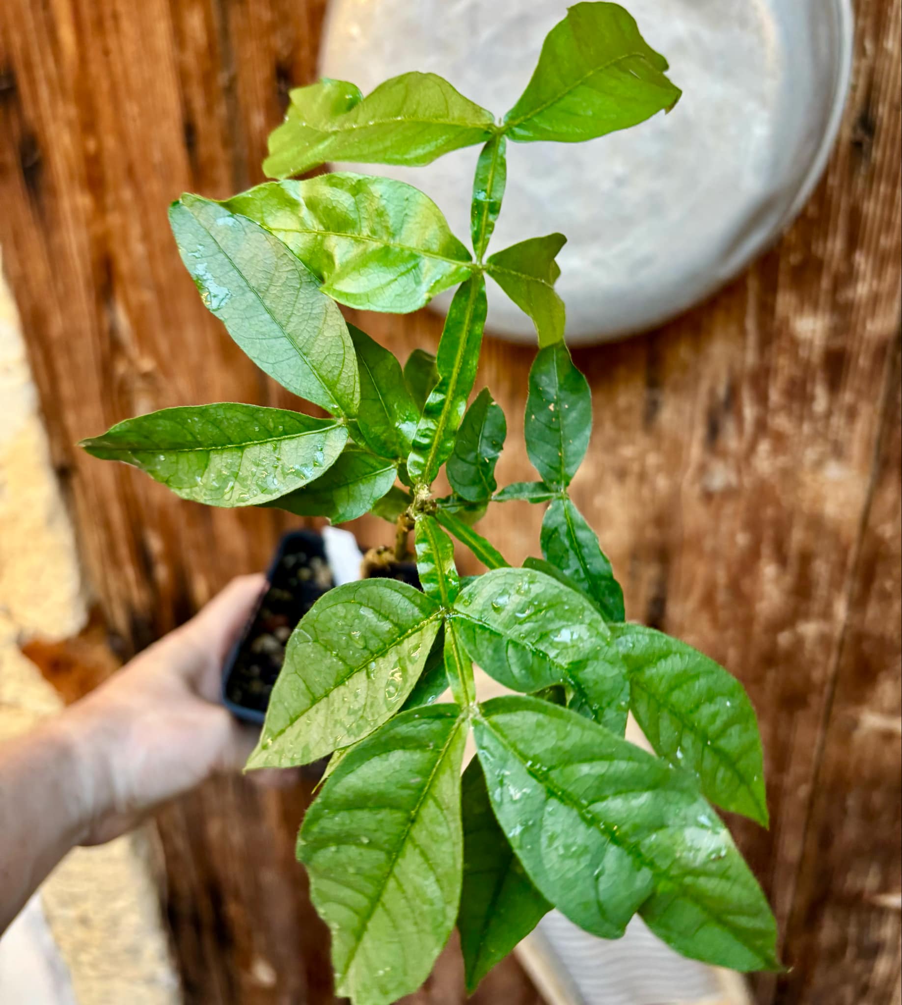 Inga spectabilis - Machete Ice cream bean - 1 potted plant / 1 getopfte Pflanze