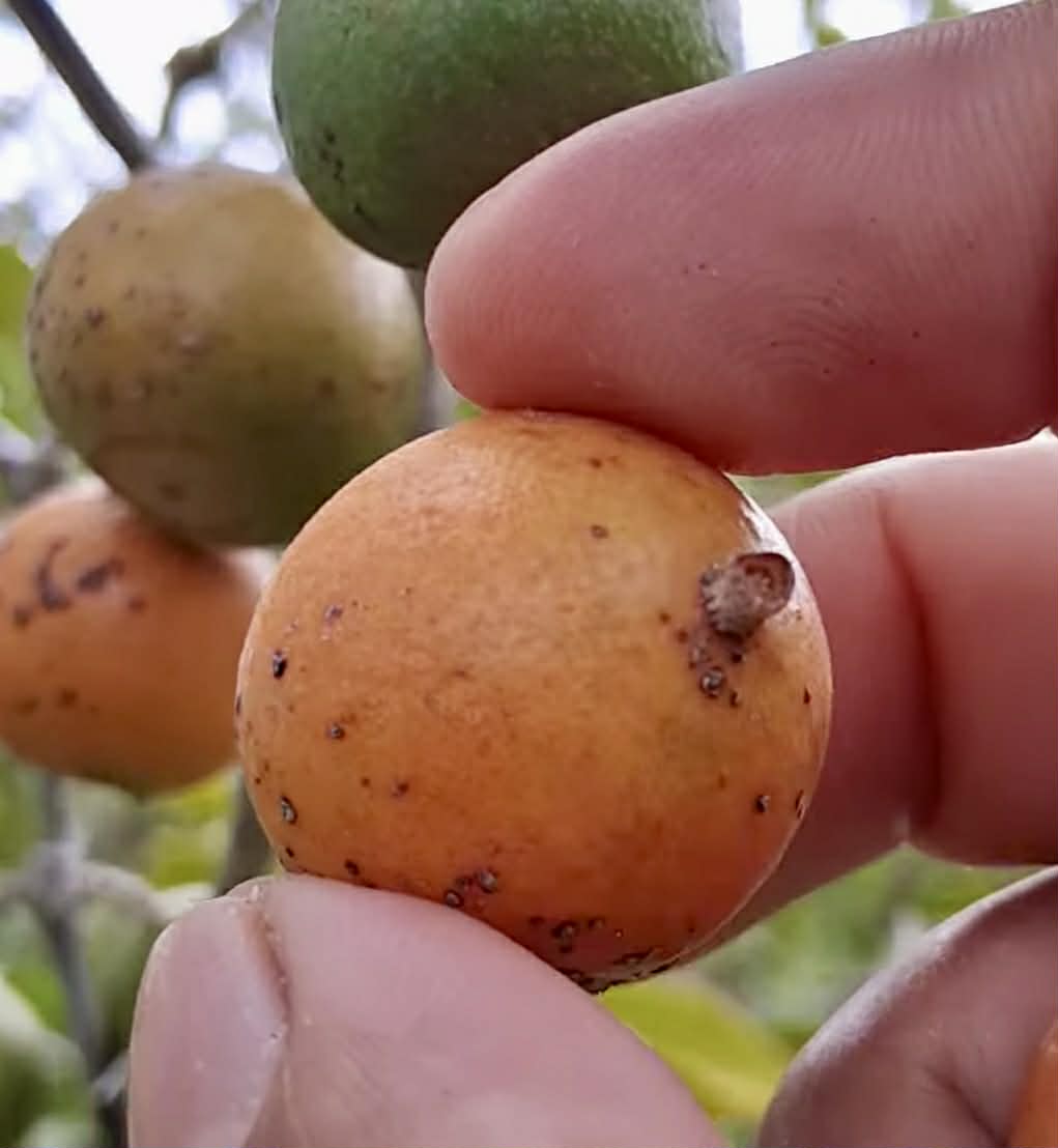 Manipuca (Mouriri cearensis) - 1 fresh seed / 1 frischer Samen