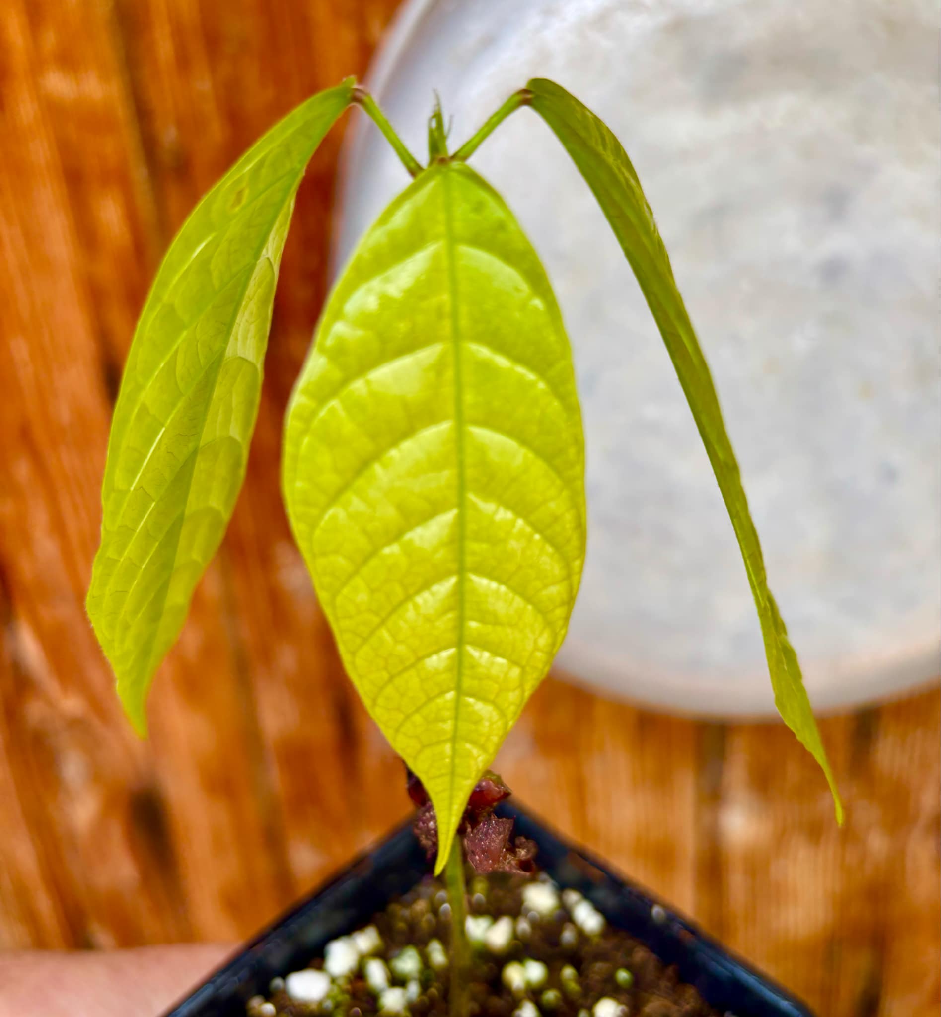 Cocoa - Kakao (Theobroma cacao) var. Trinitario - 1 potted seedling / 1 getopfter Sämling  