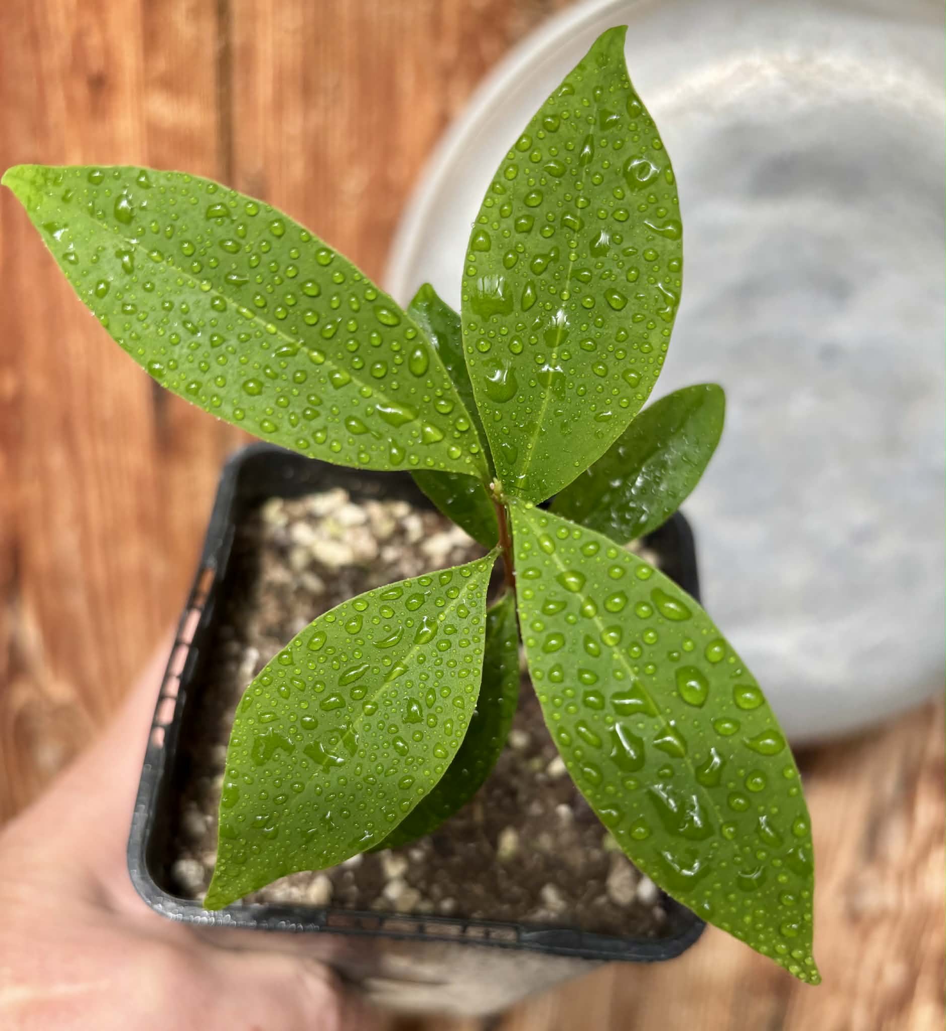 Eugenia sp Pitanga-Acerola - 1 potted plant / 1 getopfte Pflanze