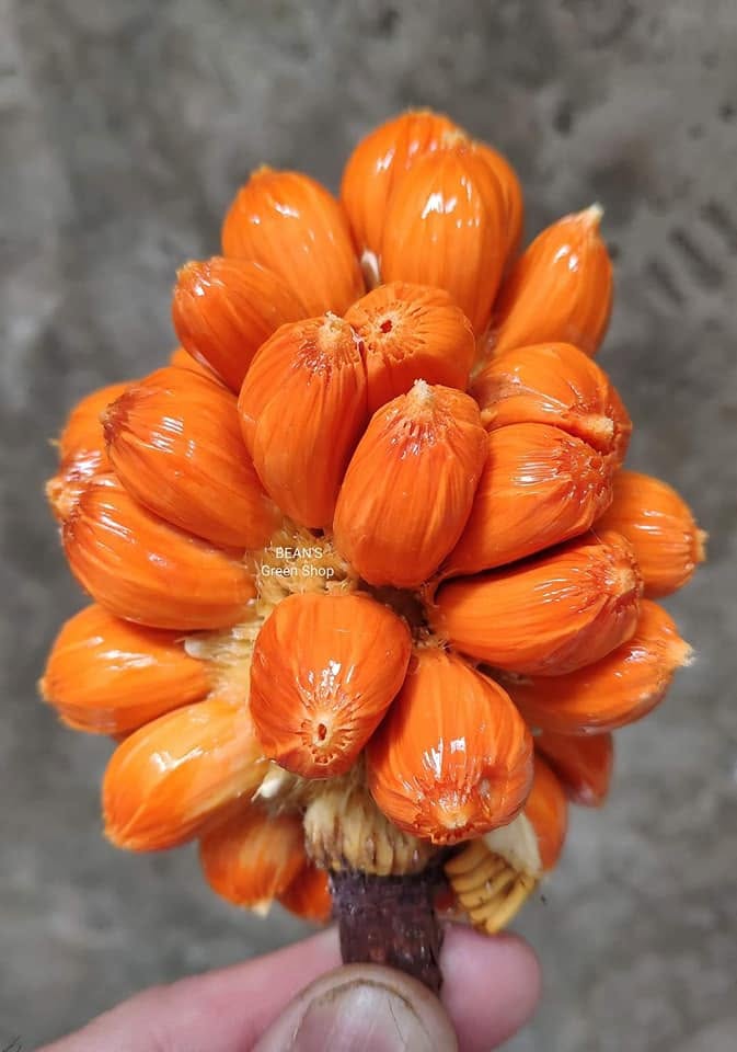 Pre Order -  Mentawa (Artocarpus anisophyllus) - 1 fresh seed / 1 frischer Samen