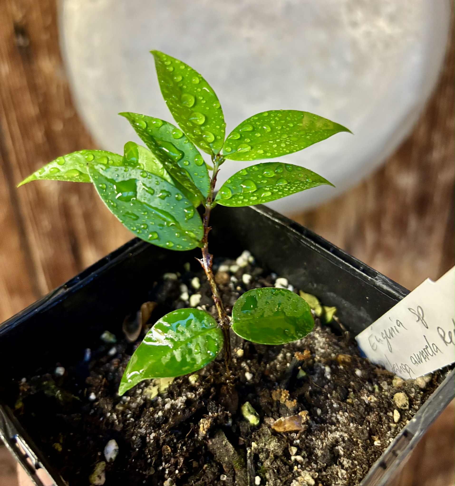 Eugenia sp Amarela Redonda - 1 potted seedling / 1 getopfter Sämling