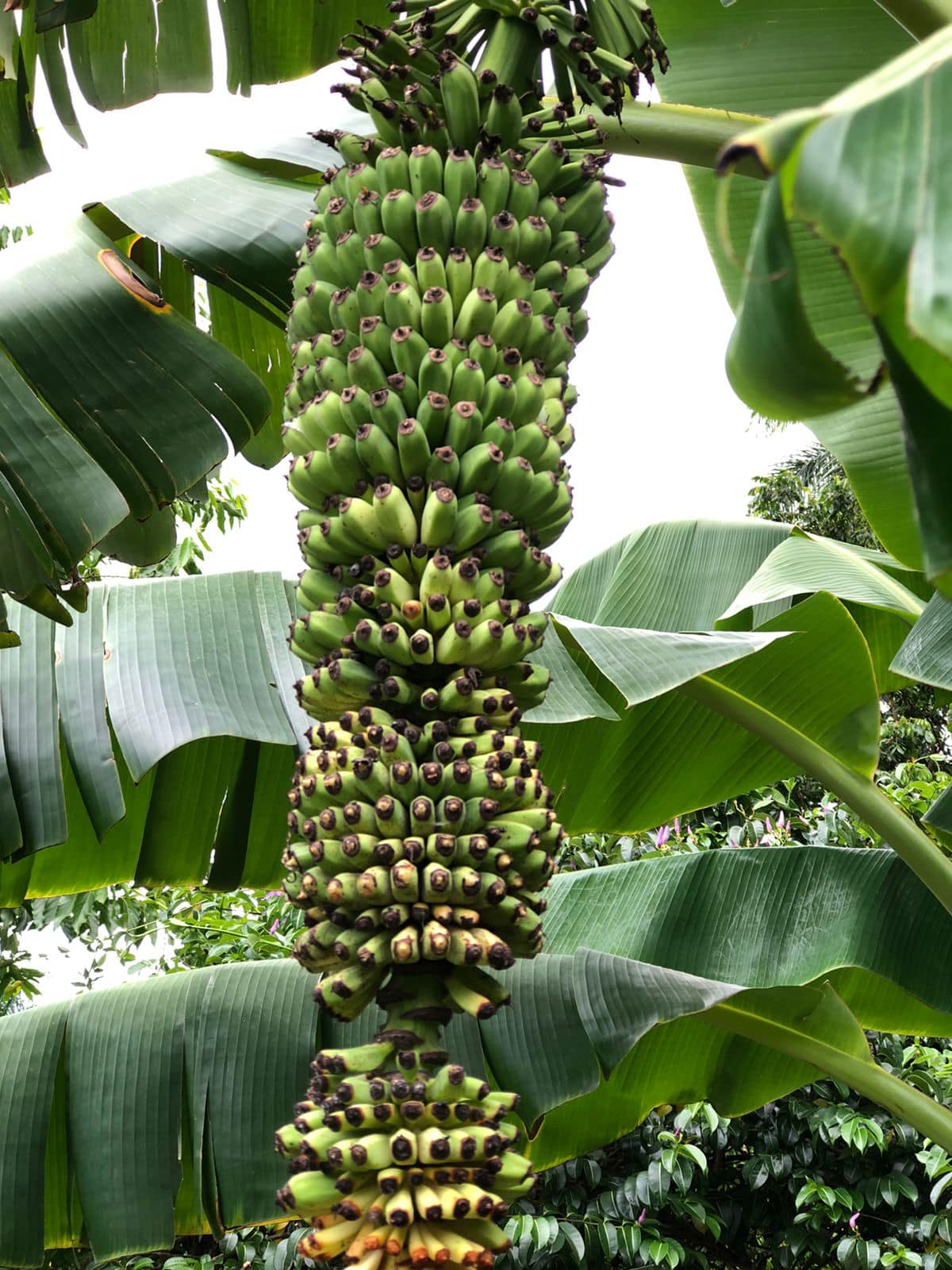 1000 Finger Banana (Musa chiliocarpa) - 1 potted plant / 1 getopfte Pflanze