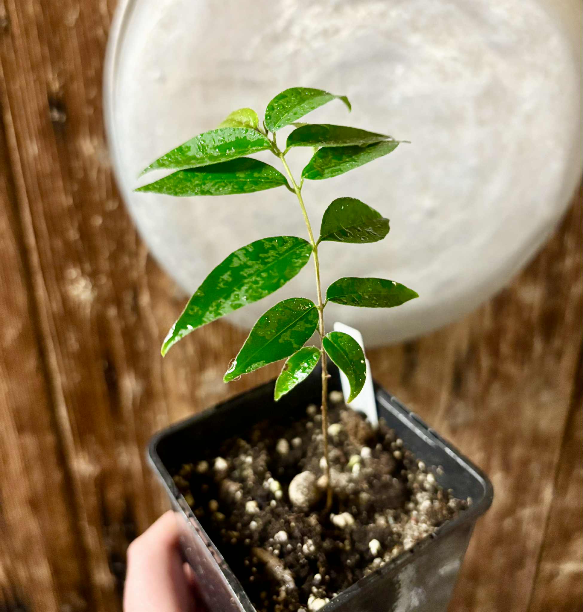 Eugenia sp Guajuba suave -  1 potted seedling / 1 getopfter Sämling