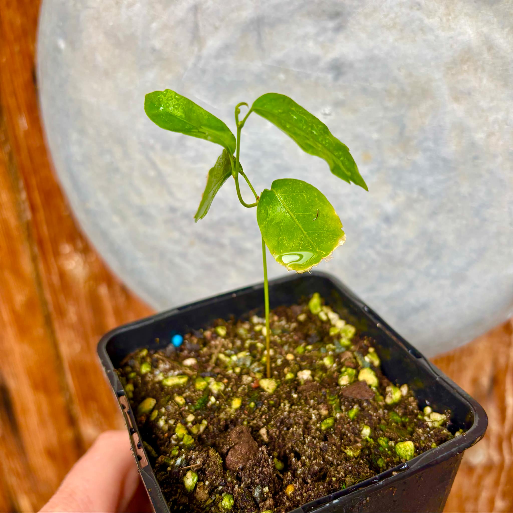Guaraná (Paullinia cupana) - 1 small potted seedling / 1 kleiner, getopfter Sämling 