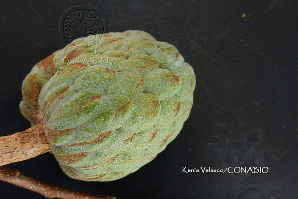 Annona primigenia - 1 germinated seed / 1 gekeimter Samen