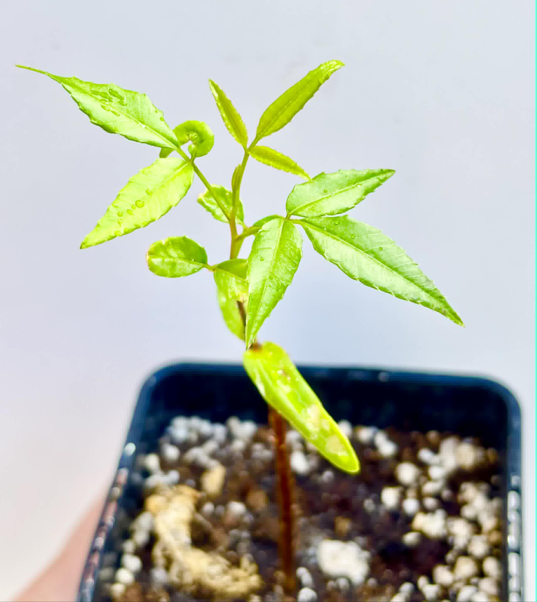 Umbu (Spondias tuberosa) -  1 potted seedling / 1 getopfter Sämling