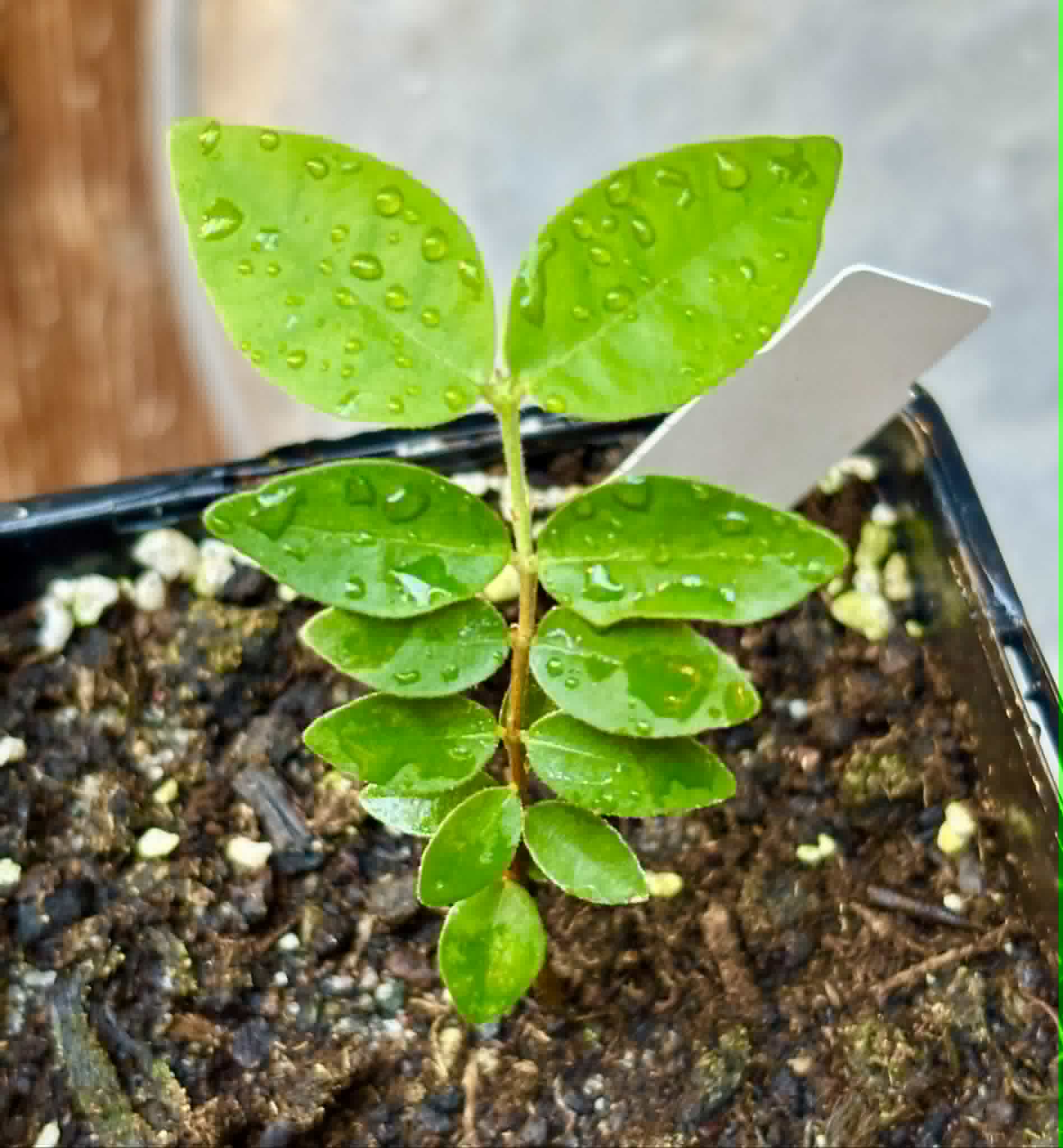 Eugenia hirta - 1 potted seedling/ 1 getopfter Sämling