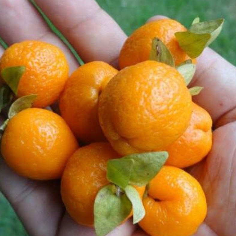Eugenia speciosa -  3 fresh seeds / 3 frische Samen