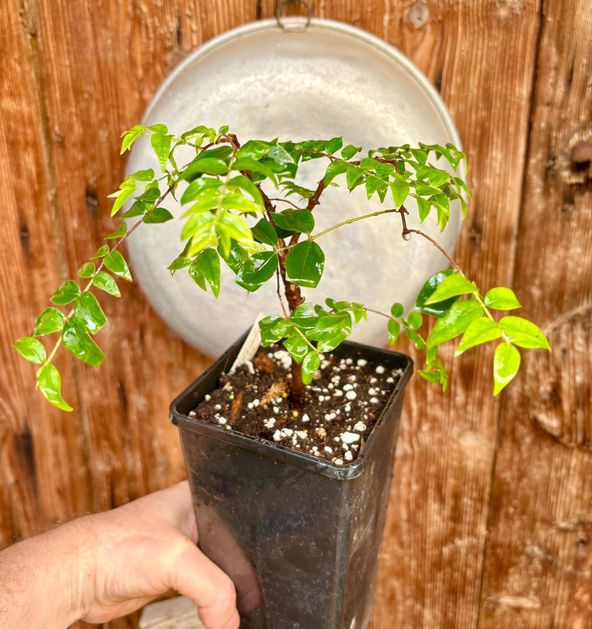 Myrciaria floribunda black - 1 potted plant / 1 getopfte Pflanze Myrciaria floribunda black - 1 potted plant / 1 getopfte Pflanze