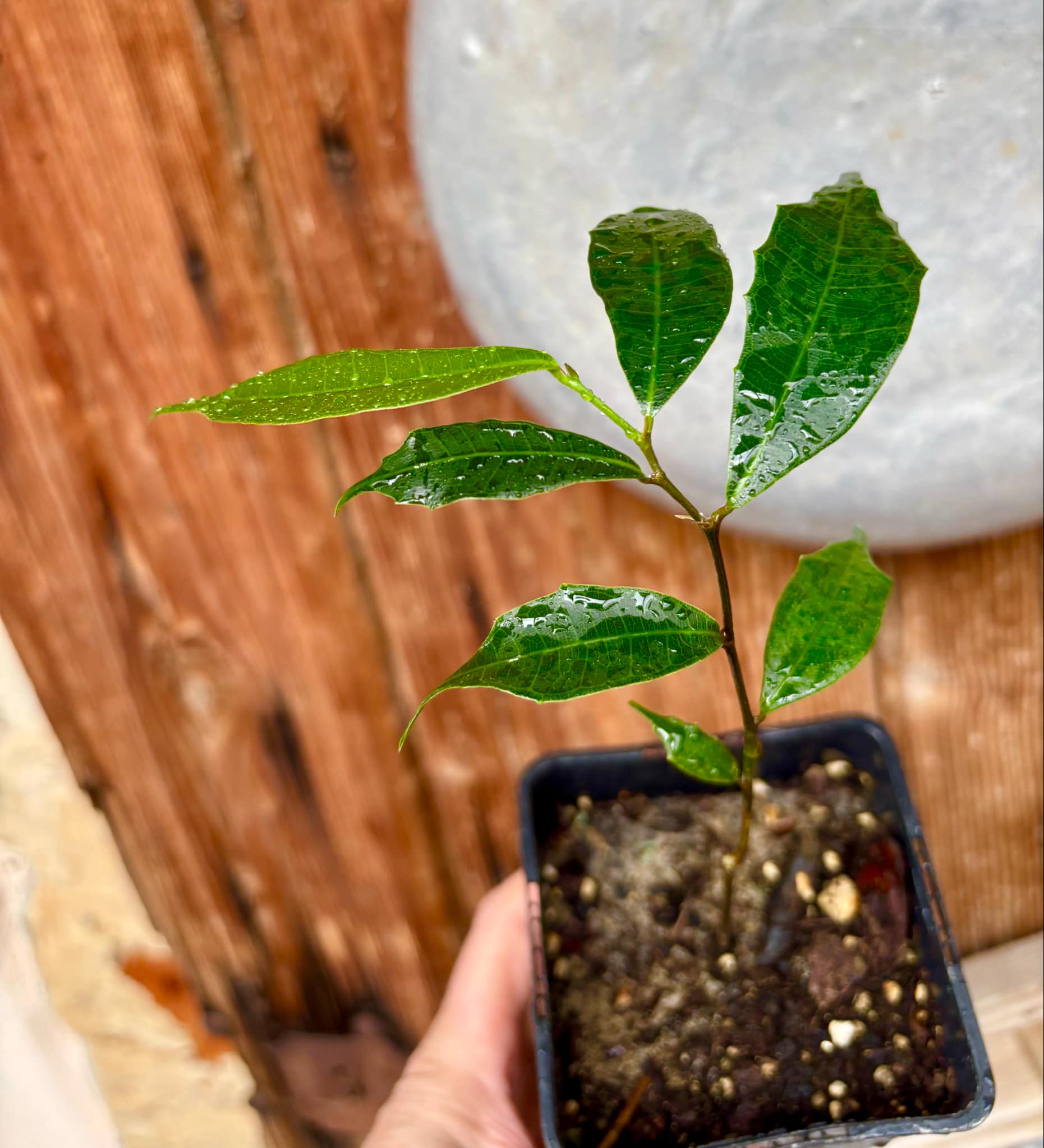 Brosimum alicastrum - Maya nut / Maya Nuss - 1 potted plant / 1 getopfte Pflanze