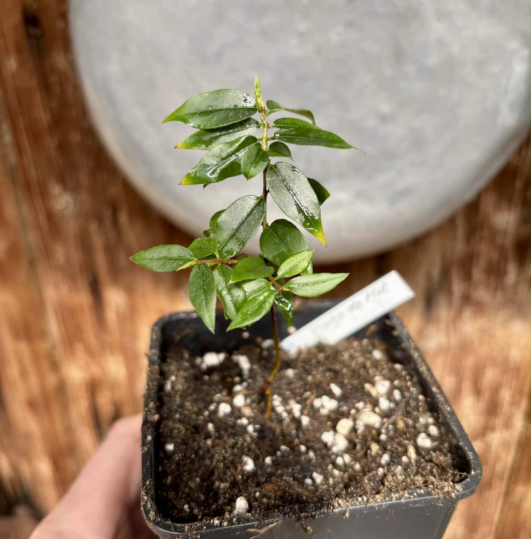 Jaboticaba - Plinia sp Pingo de Mel (Vilela A3) -  1 potted seedling / 1  getopfter Sämling