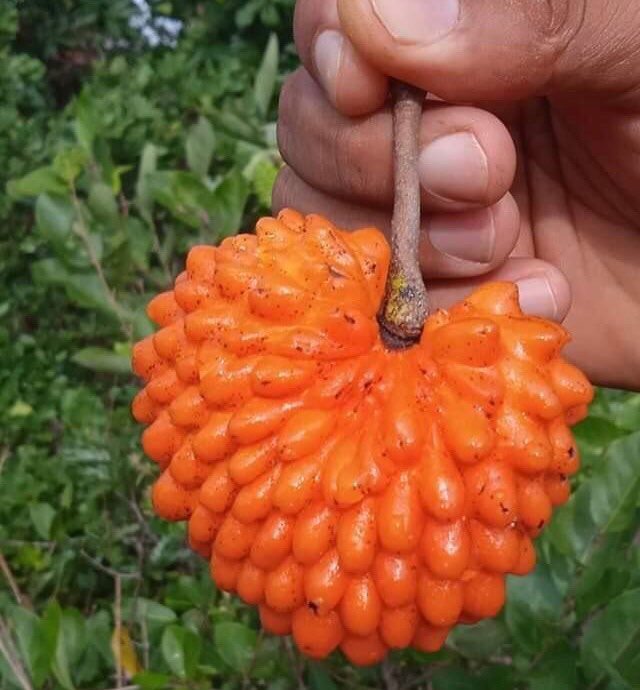 Annona cornifolia - Araticum de Raposa  - 3 fresh seeds / 3 frische Samen