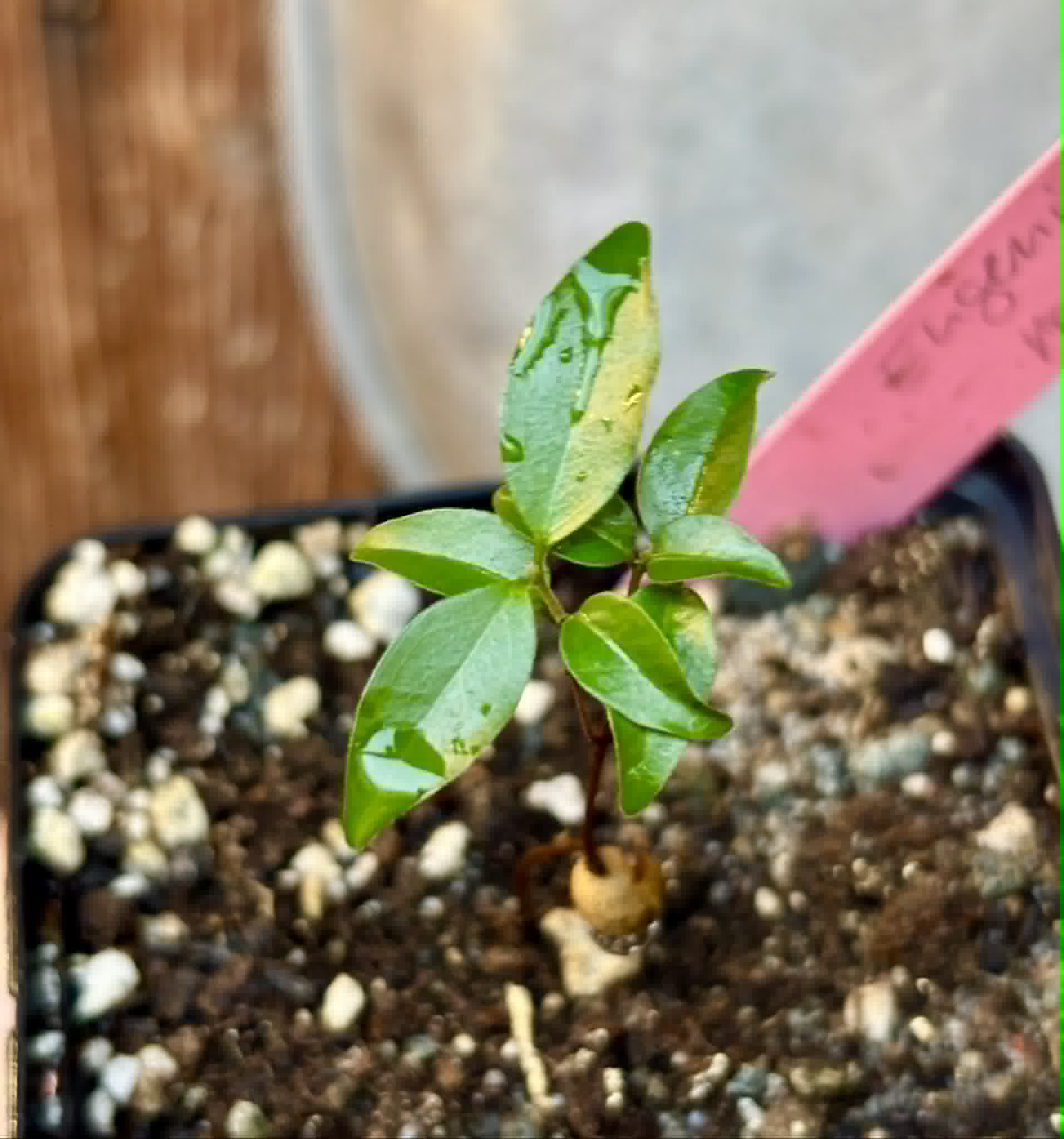 Guamirim Cereja do Sul (Eugenia modesta) - 1 potted seedling / 1 getopfter Sämling