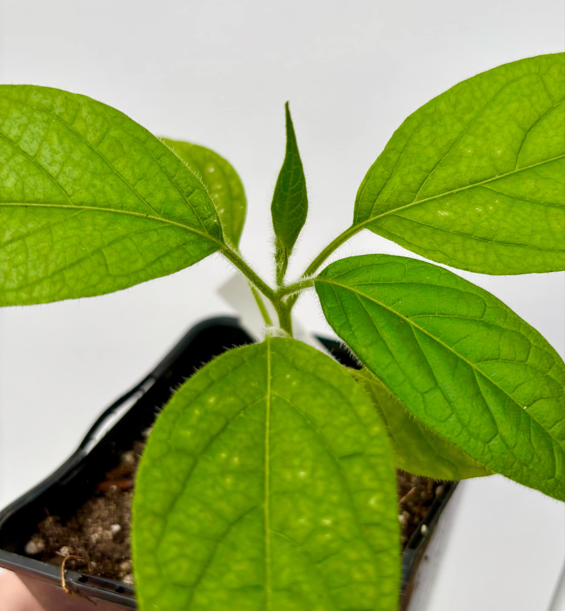 Solanum luridifuscescens - Tomatao Verde Piloso - 1 small potted seedling / 1 kleiner, getopfter Sämling Solanum luridifuscescens - Tomatao Verde Piloso - 1 small potted seedling / 1 kleiner, getopfter Sämling