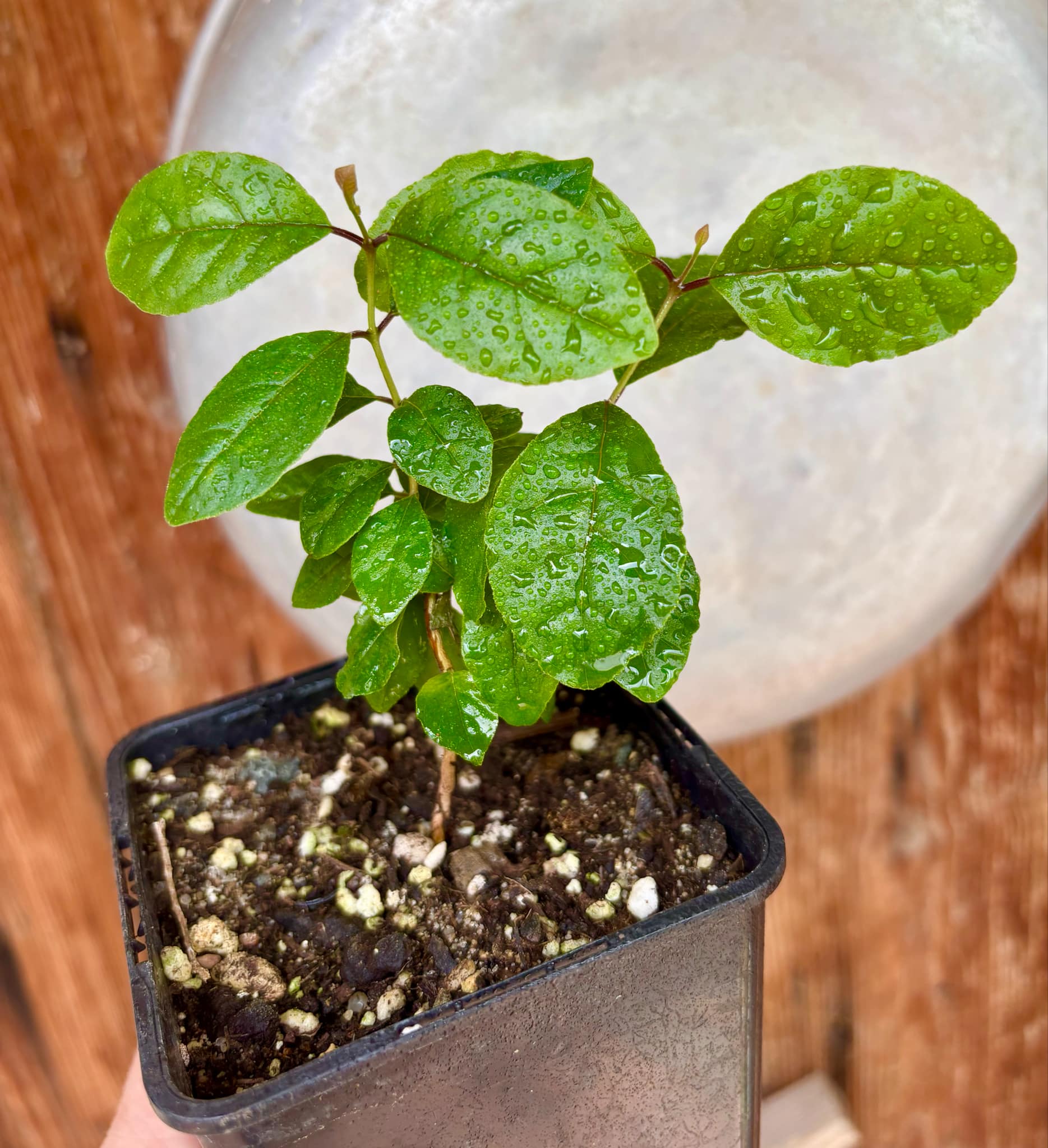 Campomanesia xanthocarpa var. littoralis - 1 small potted seedling / 1 kleiner, getopfter Sämling