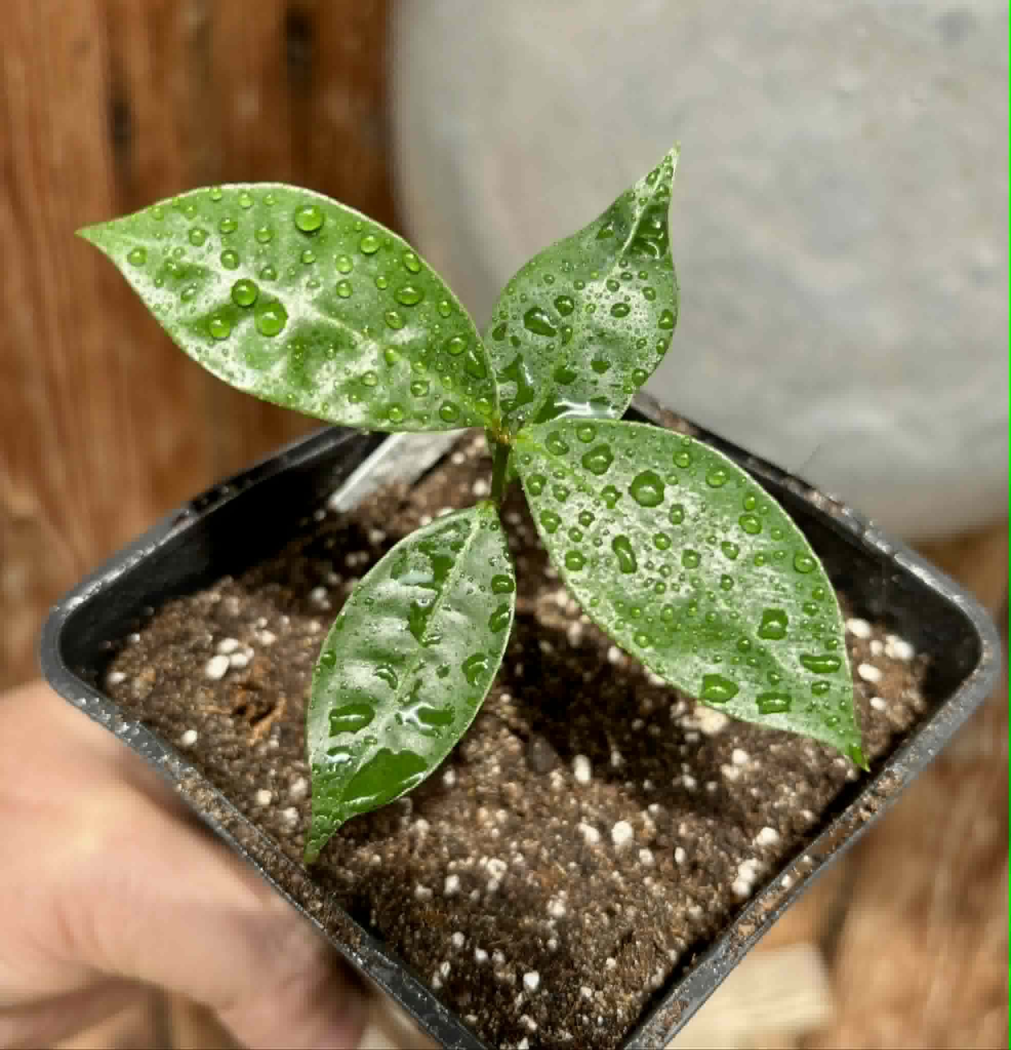 White Rose Apple (Syzygium jambos) - 1 potted seedling / 1 getopfter Sämling