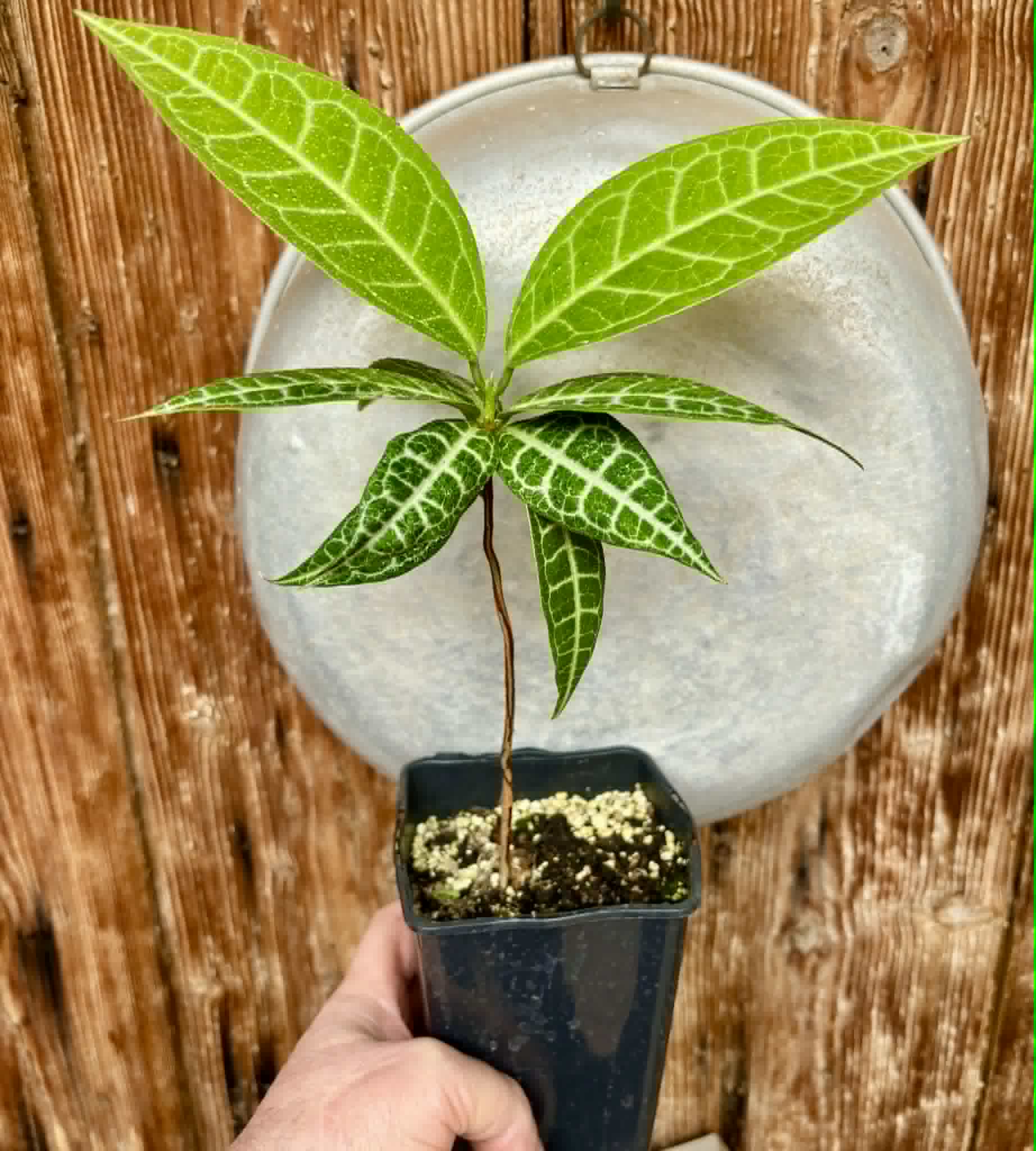 Eugenia sp Labisia -  1 potted plant / 1 getopfte Pflanze