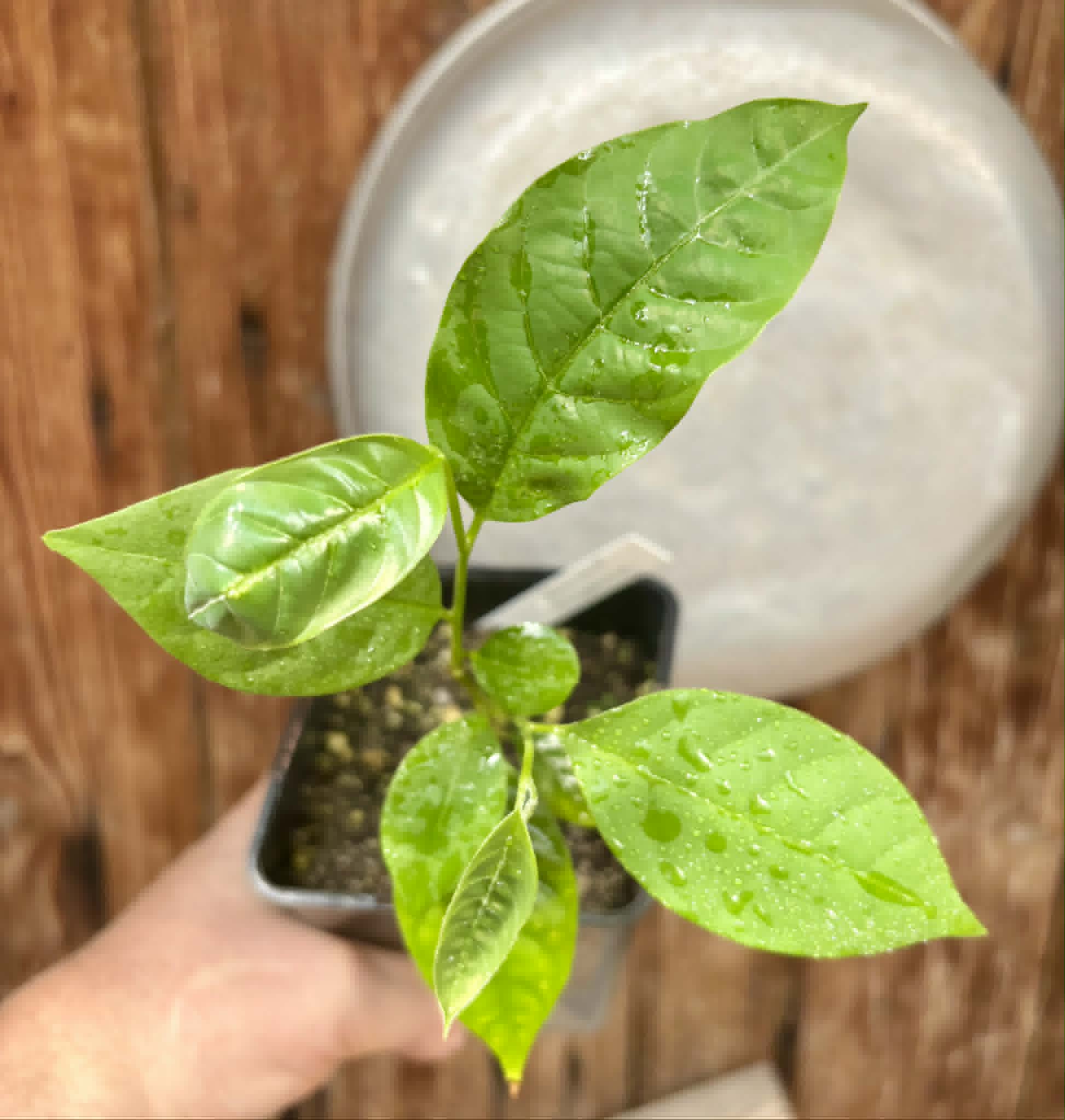 Annona rensoniana  - 1 potted seedling / 1 getopfter Sämling