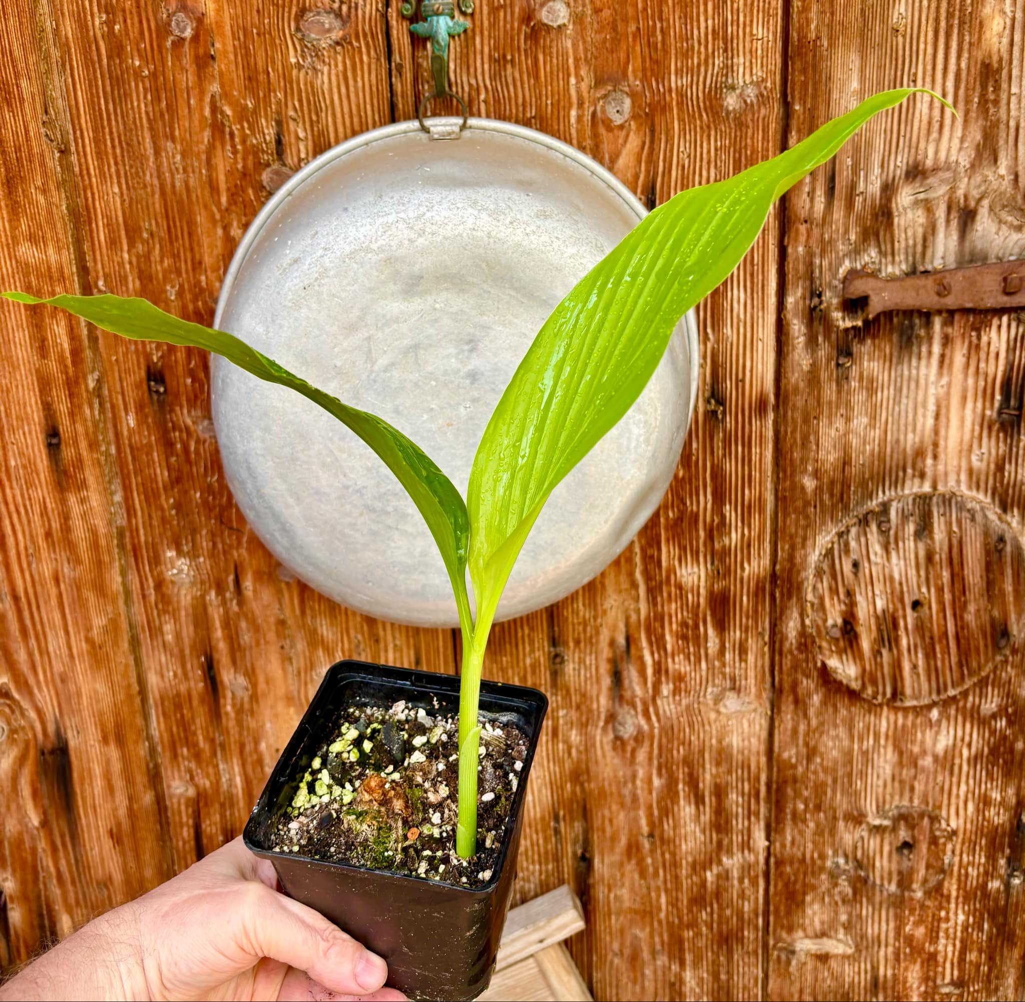 Tumeric / Kurkuma (Curcuma longa) small plant - 1 potted plant, 1 getopfte Pflanze