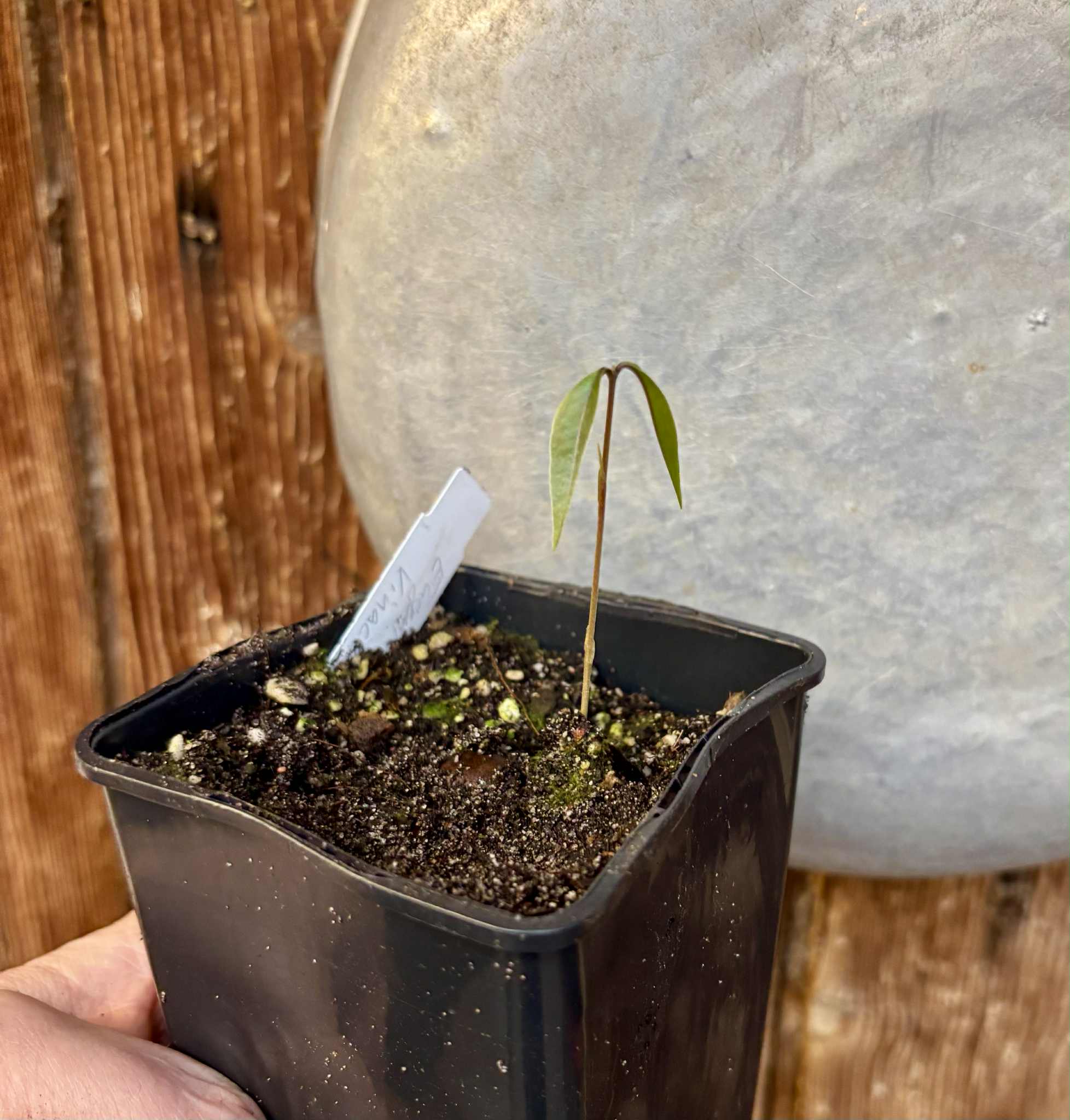 Eugenia sp Vinacea - 1 potted seedling / 1 getopfter Sämling