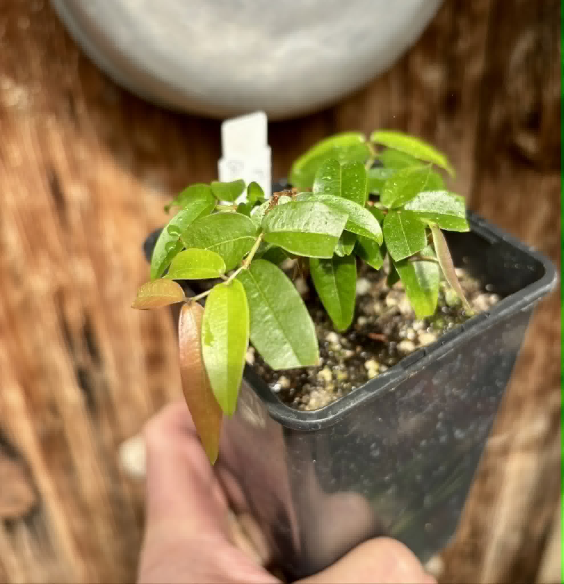 Plinia sp Giant Piray Argentina - 1 potted plant / 1 getopfte Pflanze