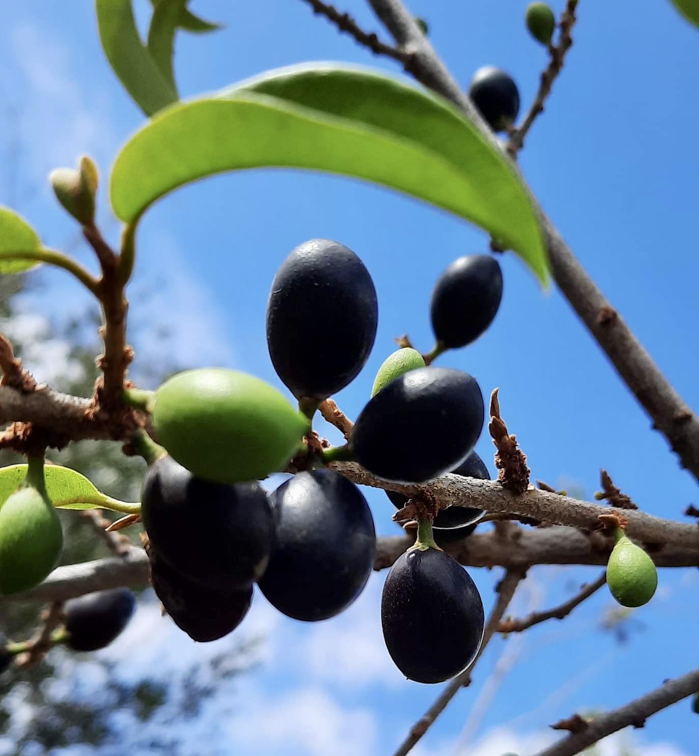 Pouteria reticulata - Maria Preta - 1 fresh seed / 1 frischer Samen 