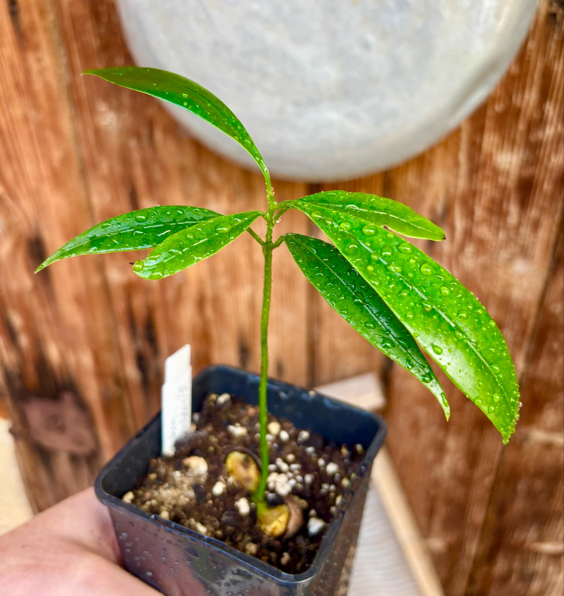Pouteria macahensis - 1 small potted seedling / 1 kleiner, getopfter Sämling Pouteria macahensis - 1 small potted seedling / 1 kleiner, getopfter Sämling