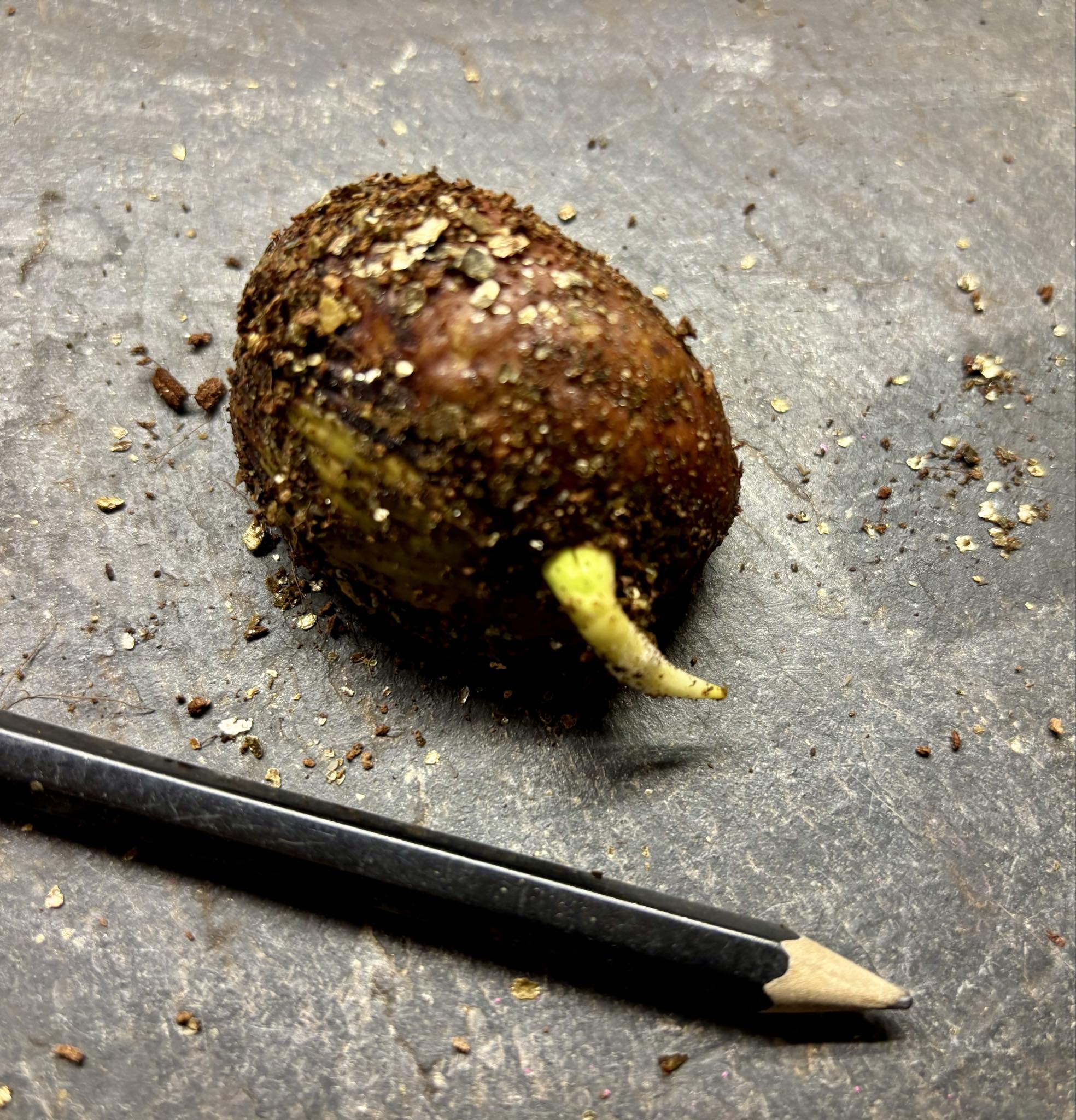 Pouteria aff. macrocarpa - 1 germinated seed / 1 gekeimter Samen