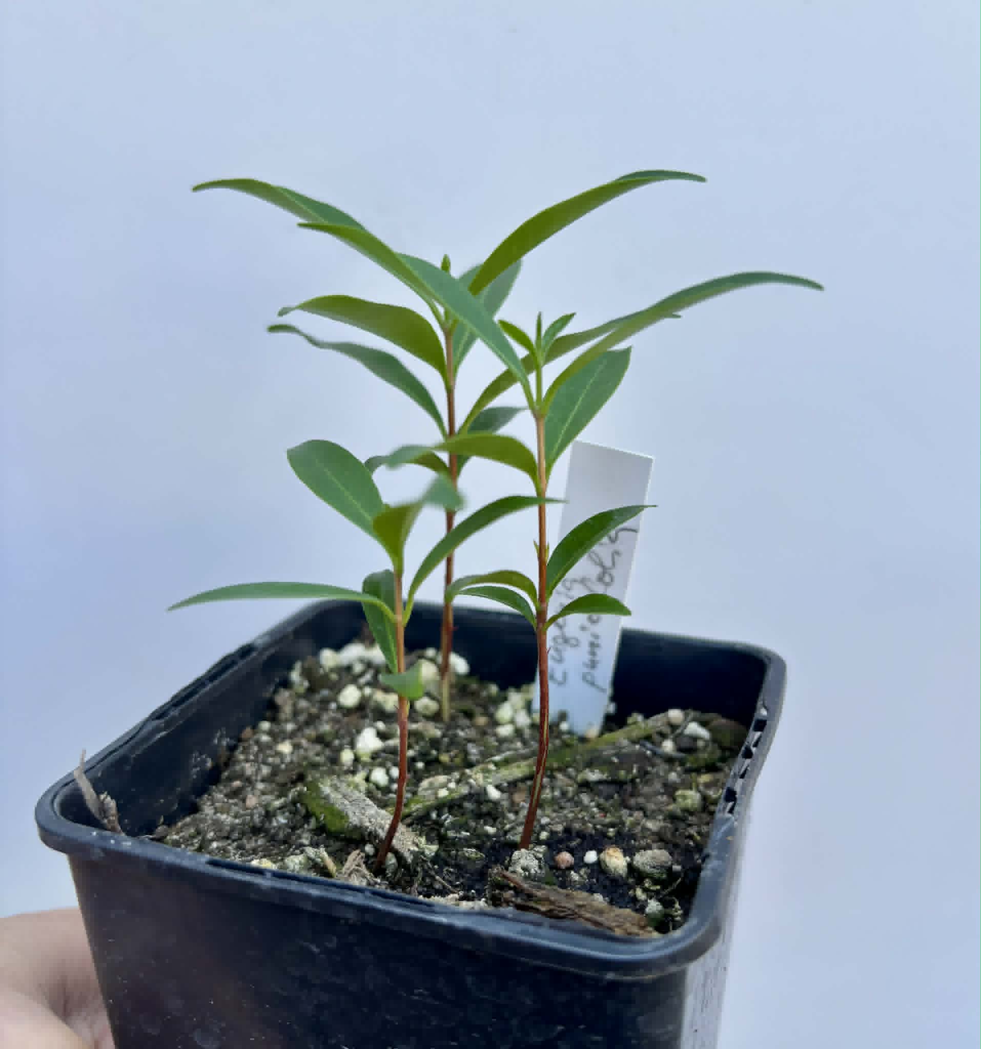 3 in 1 pot - Eugenia punicifolia - 3 seedlings in one pot / 3 Sämlinge in einem Topf