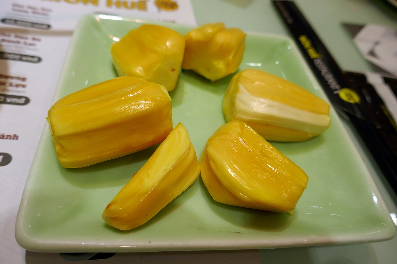 Jackfruit (Artocarpus heterophyllus) 1 potted plant / 1 getopfte Pflanze Jackfruit (Artocarpus heterophyllus) 1 potted plant / 1 getopfte Pflanze