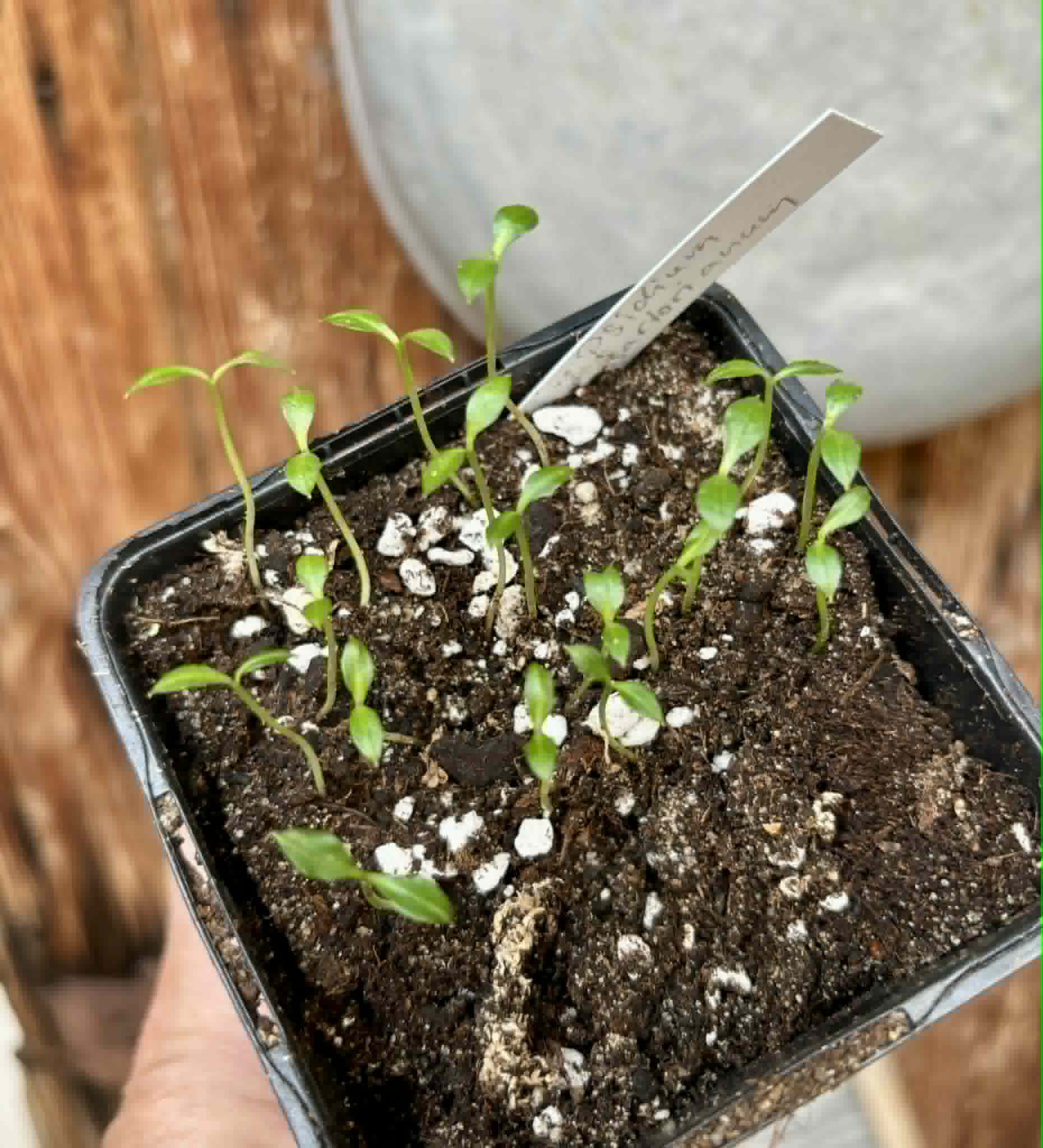 18 in 1 pot - Psidium sartorianum - 18 seedlings in one pot / 18 Sämlinge in einem Topf