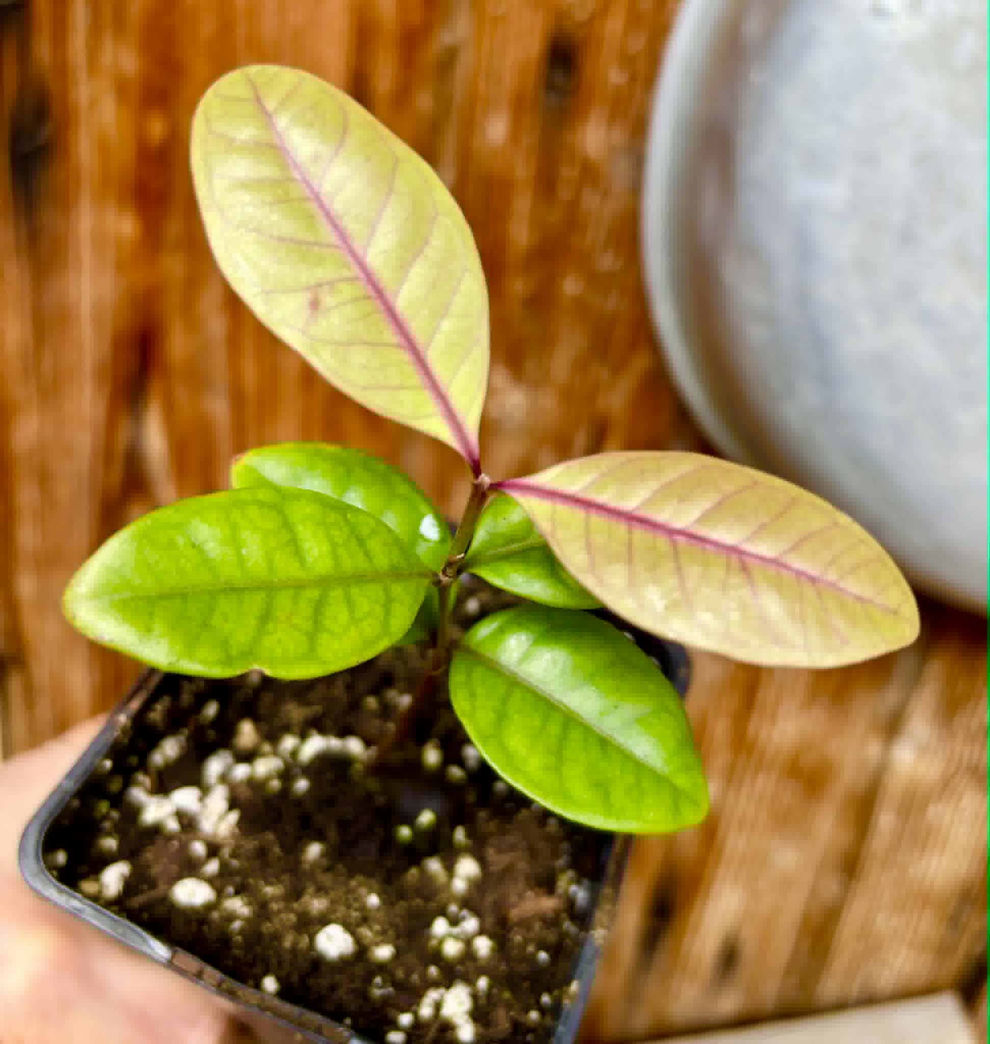 Eugenia rotundifolia var. Maruim - 1 potted seedling / 1 getopfter Sämling