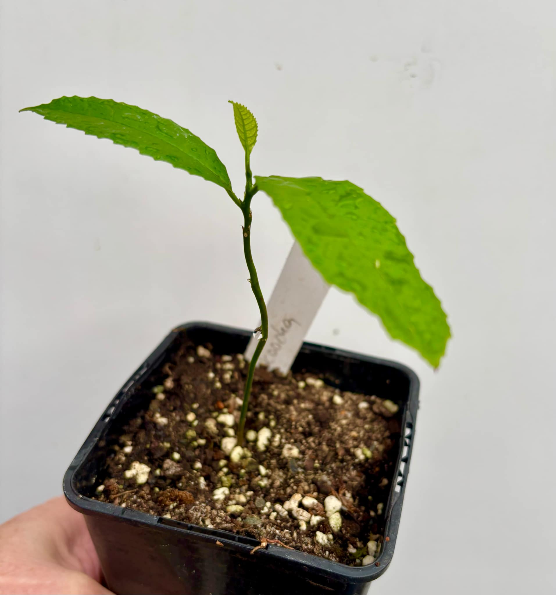 Artocarpus lacucha - Lakoocha  -  1 small potted plant / 1 kleine, getopfte Pflanze