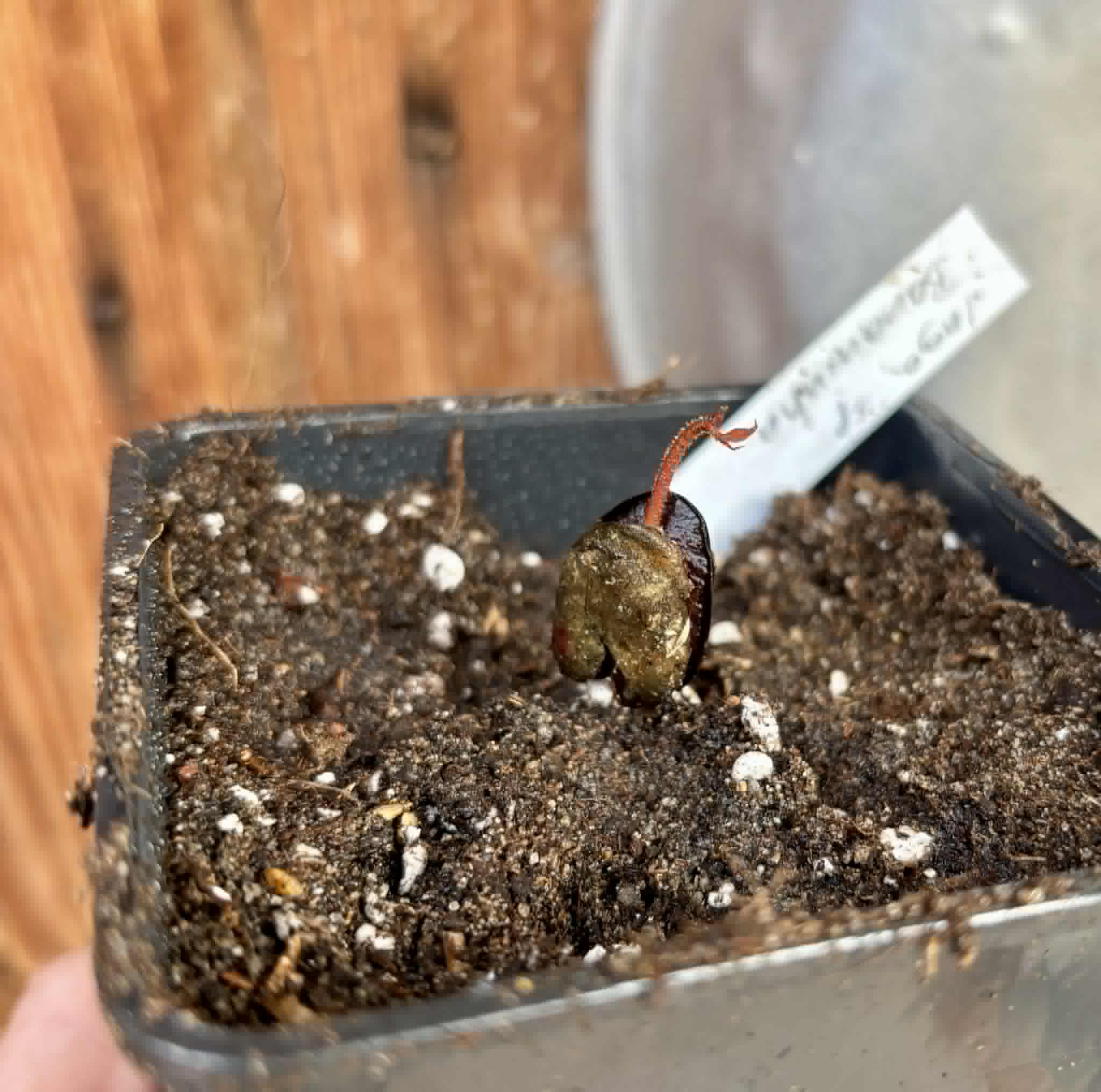 Inga sp Bananinha -  1 potted seedling  / 1 getopfter Sämling